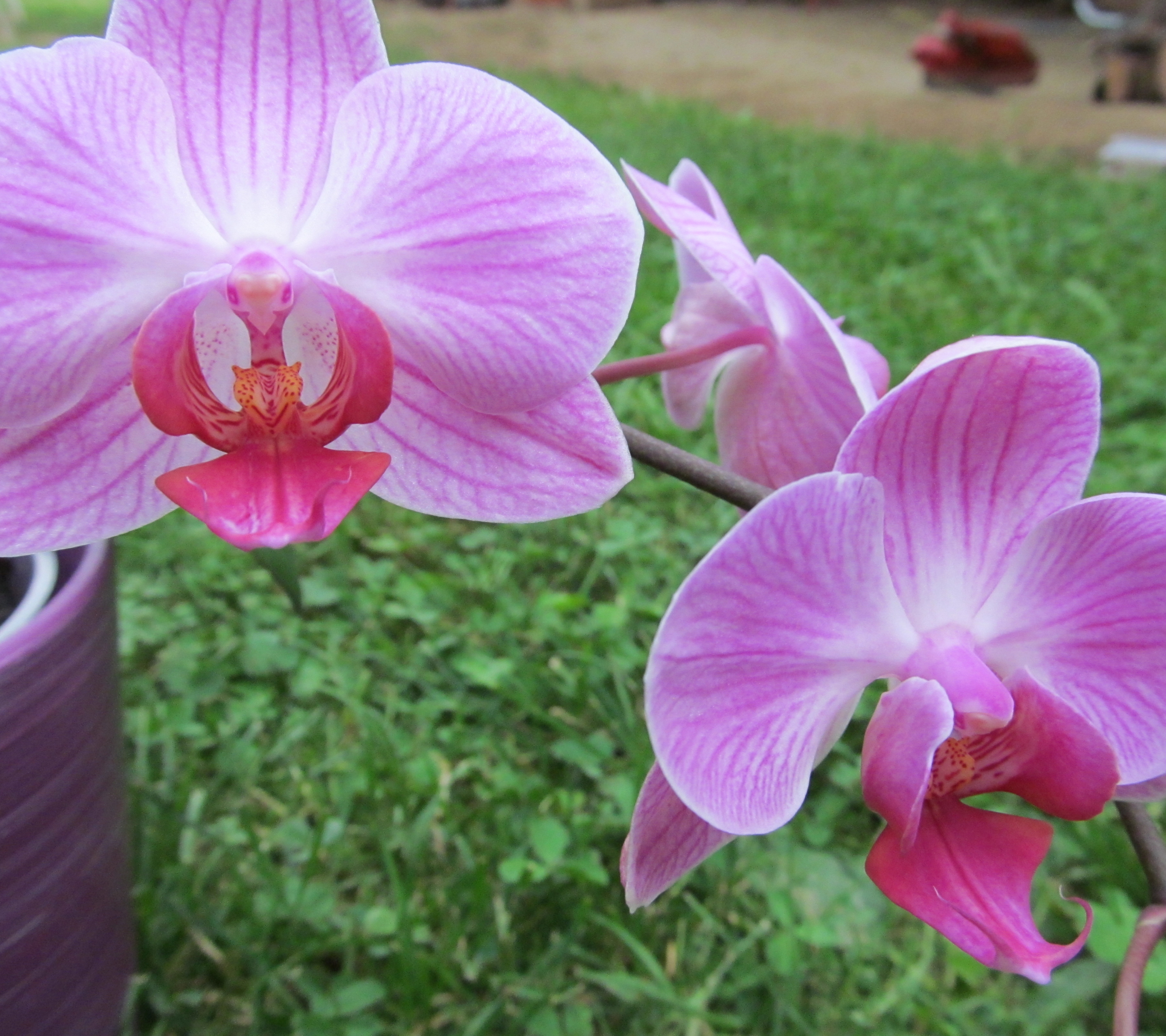 Descarga gratuita de fondo de pantalla para móvil de Flores, Orquídea, Tierra/naturaleza.