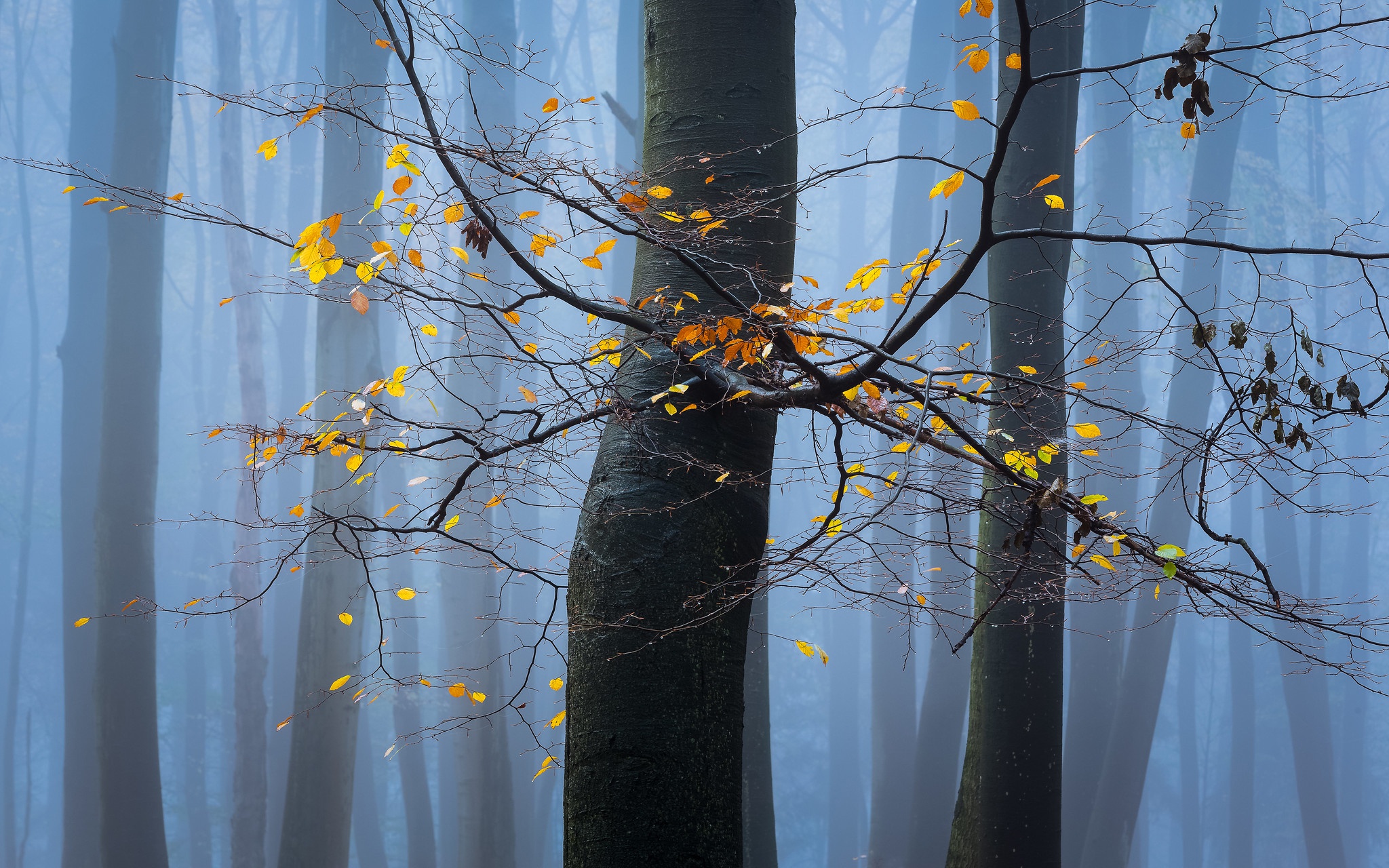 Скачать картинку Деревья, Осень, Дерево, Туман, Земля/природа в телефон бесплатно.