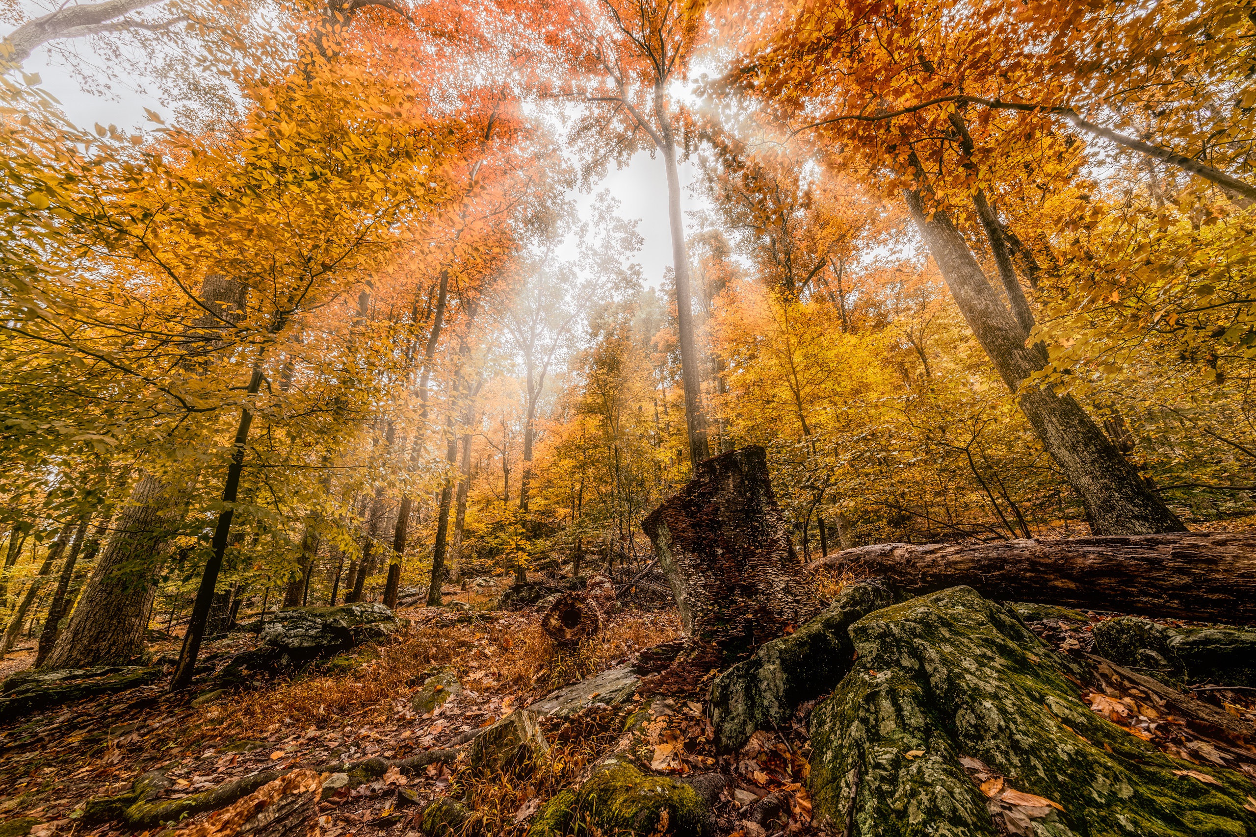 Download mobile wallpaper Nature, Forest, Fall, Earth, Sunbeam for free.