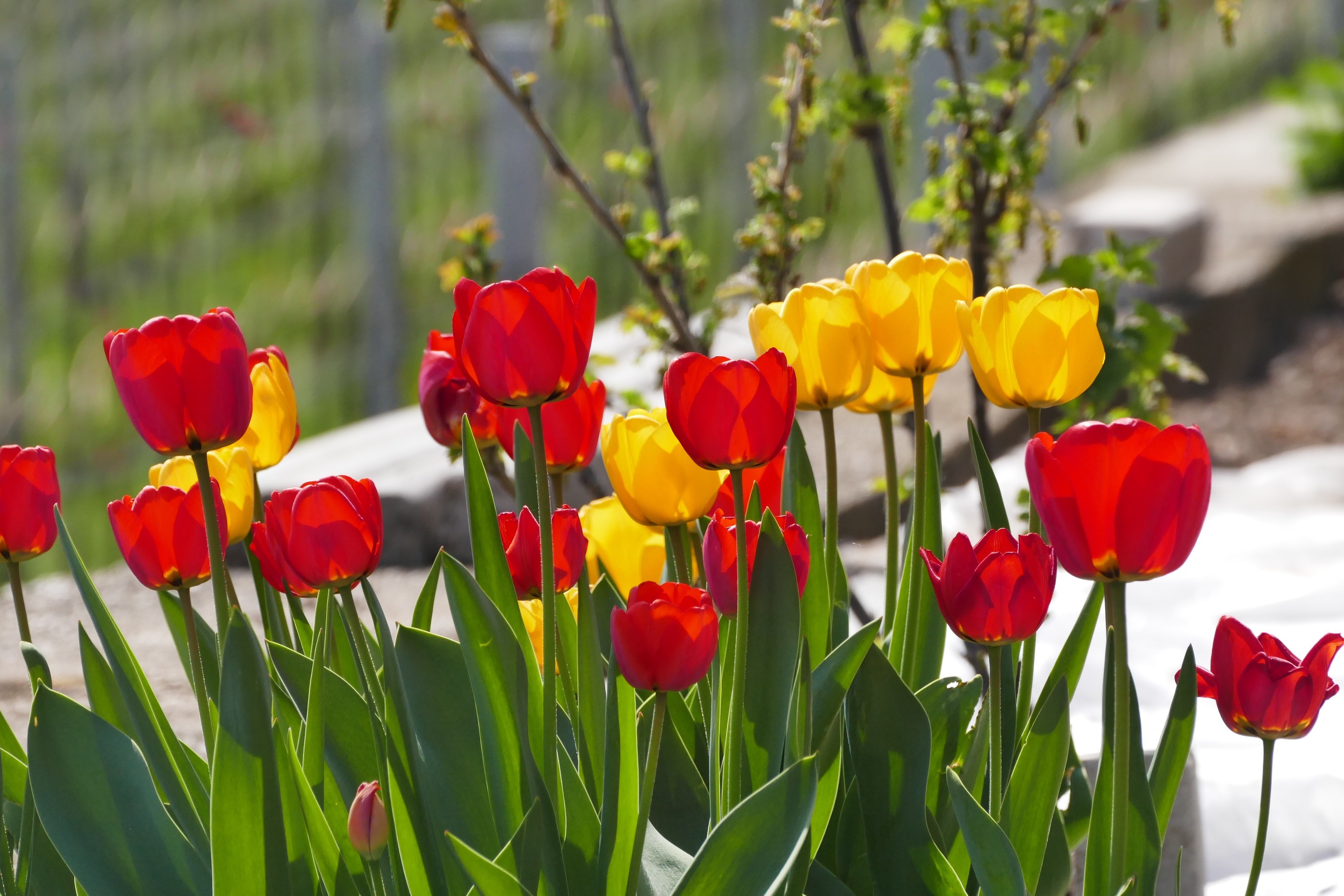 Téléchargez gratuitement l'image Fleurs, Fleur, Printemps, Tulipe, Terre/nature sur le bureau de votre PC