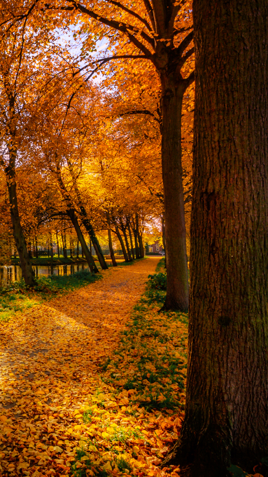 Descarga gratuita de fondo de pantalla para móvil de Otoño, Rio, Árbol, Tierra, Río, Fotografía, Carretera, La Carretera.