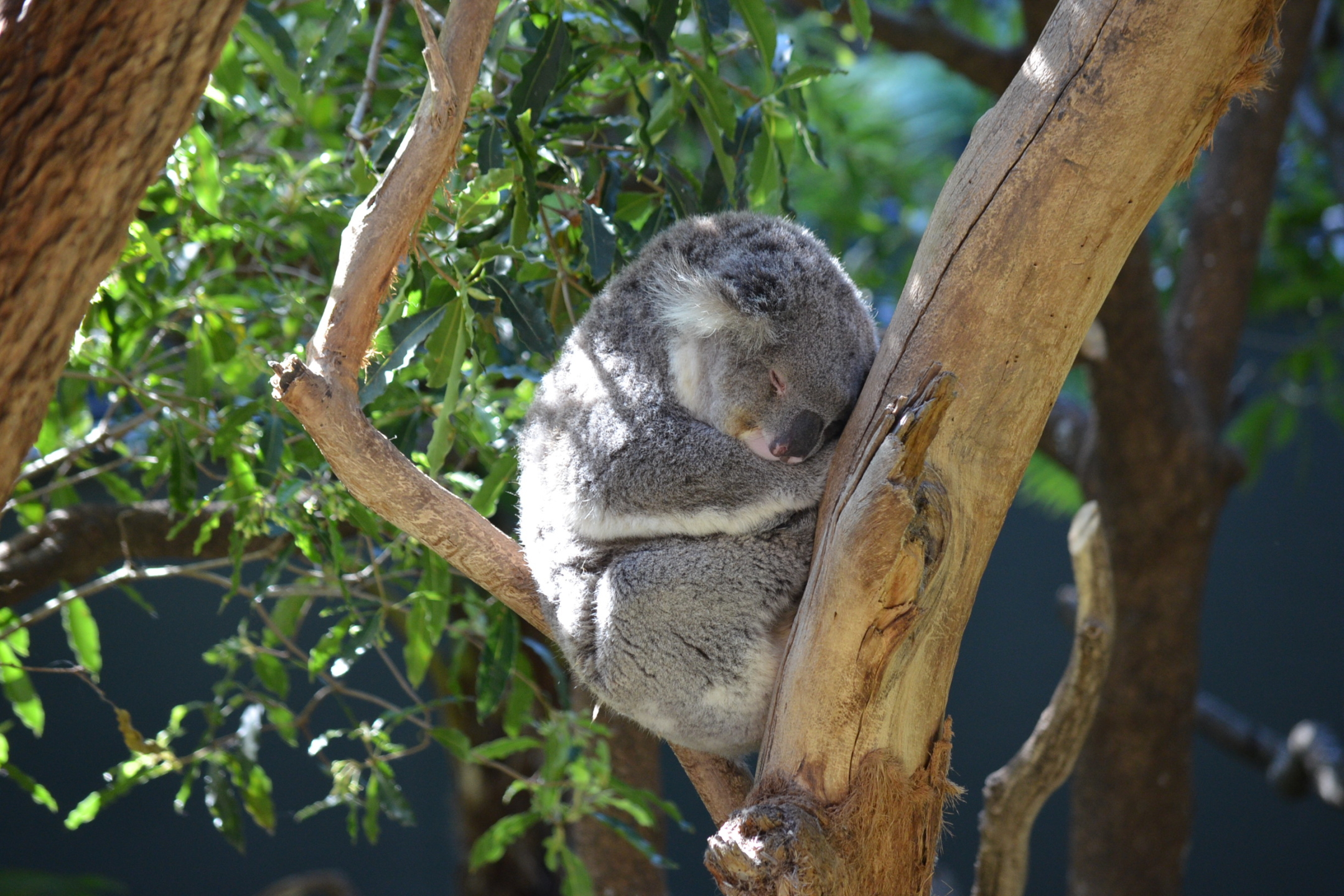 koala bear, australia, animal, koala, marsupial, mammal, sleeping