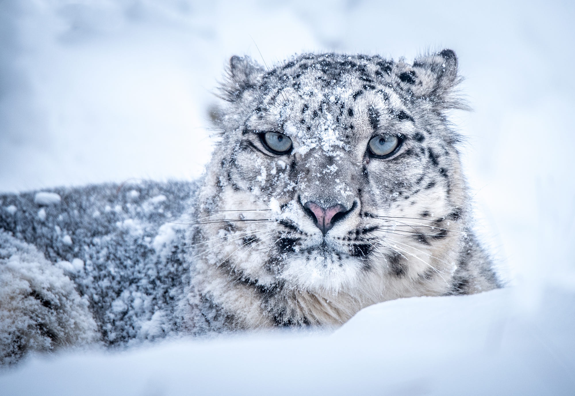 Laden Sie das Tiere, Winter, Katzen, Schneeleopard, Schnee, Schnauze-Bild kostenlos auf Ihren PC-Desktop herunter