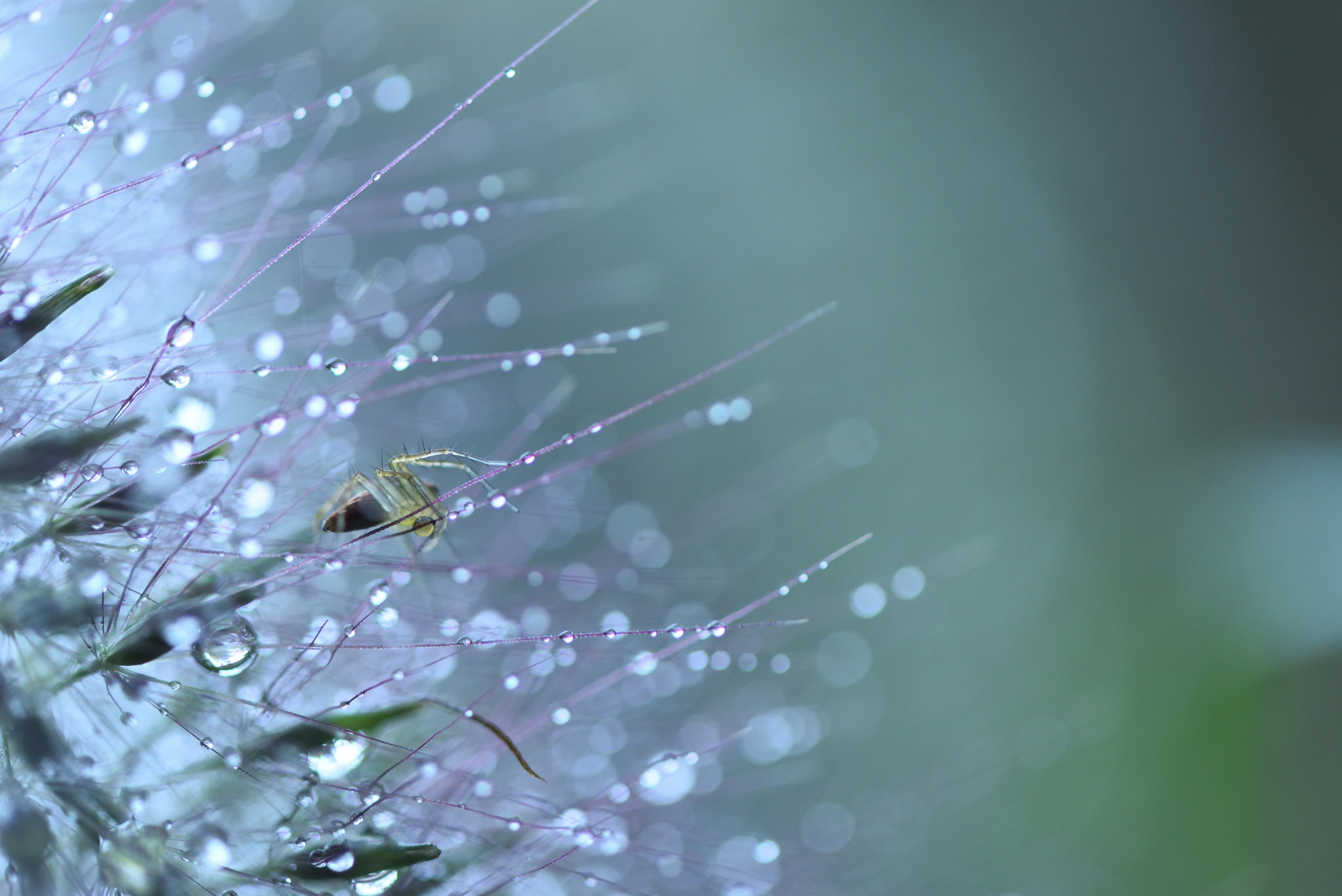 Download mobile wallpaper Spiders, Macro, Animal, Spider, Water Drop for free.