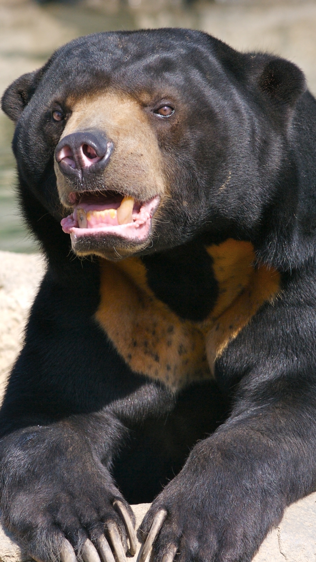Download mobile wallpaper Bears, Animal, Sun Bear for free.