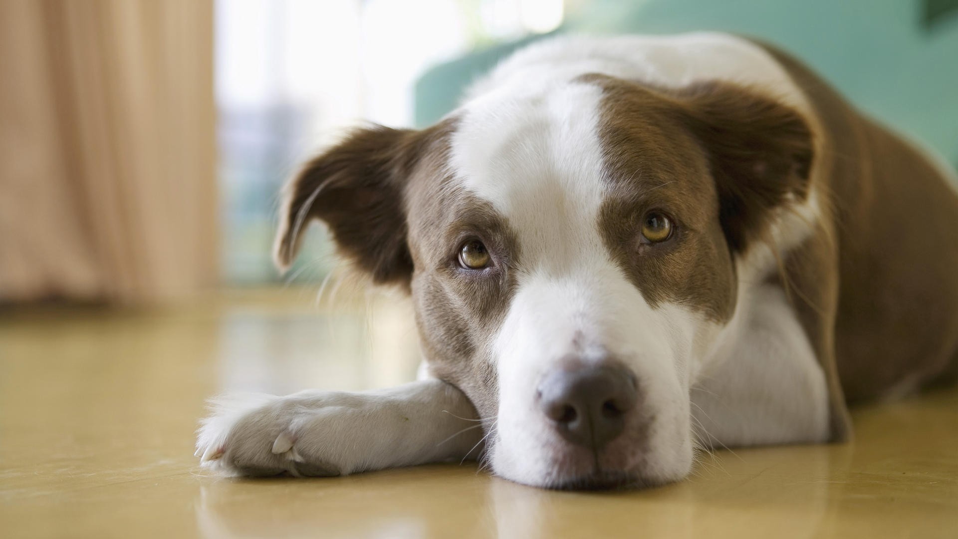 Descarga gratuita de fondo de pantalla para móvil de Animales, Perros, Perro.