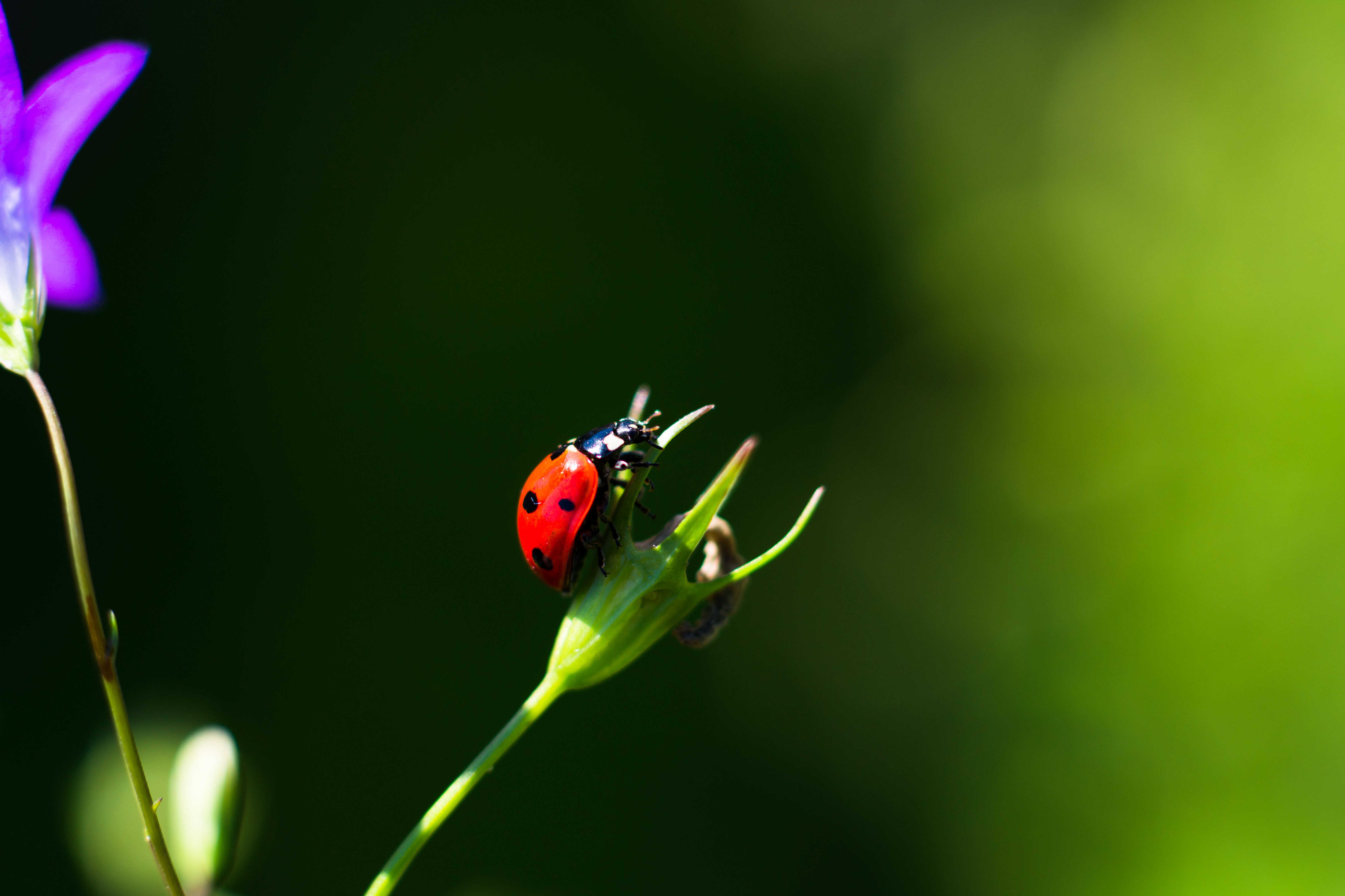 ladybug, red, macro, close up, insect, ladybird HD wallpaper