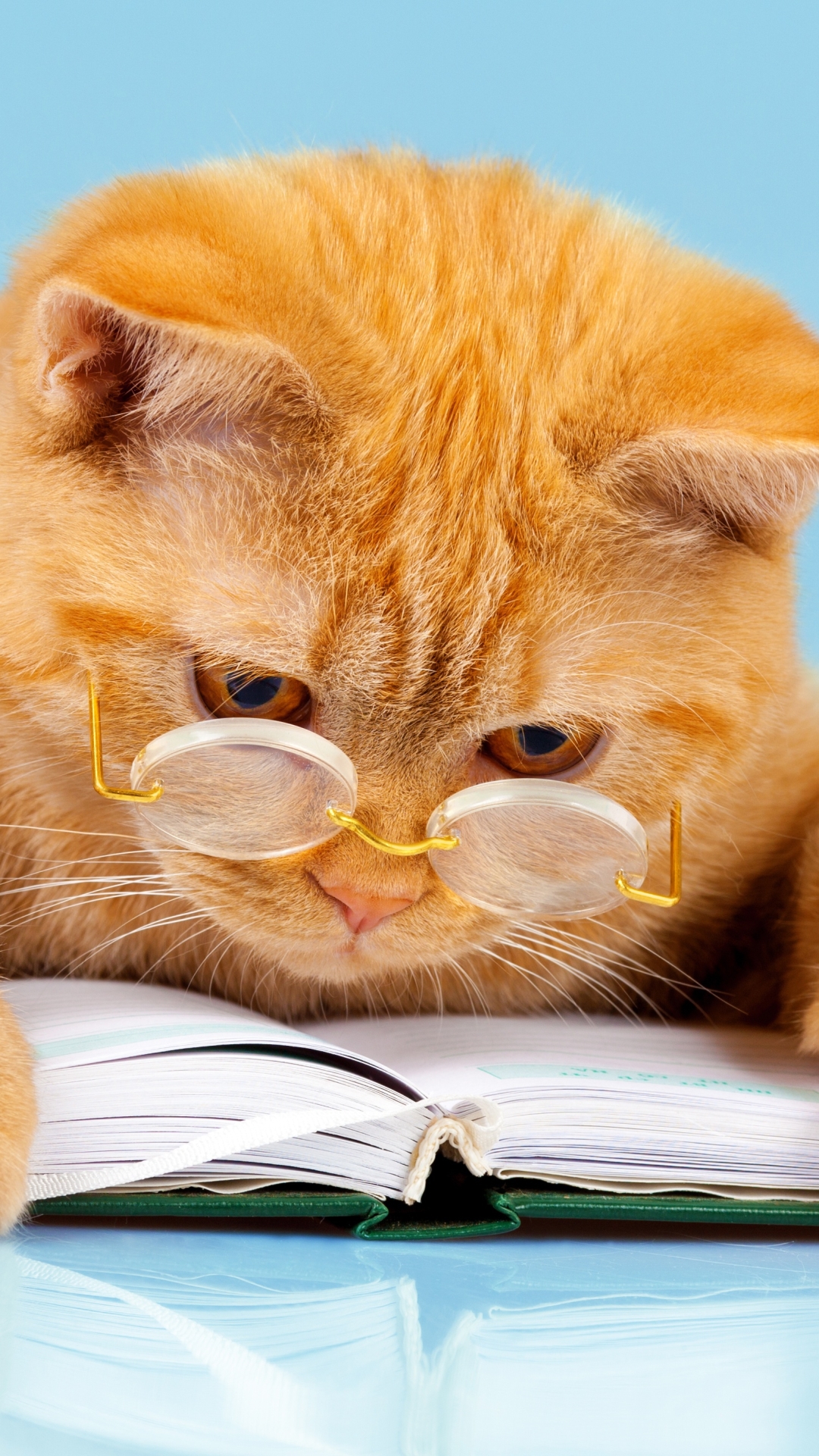 Download mobile wallpaper Cats, Cat, Animal, Book, Glasses, Humor for free.
