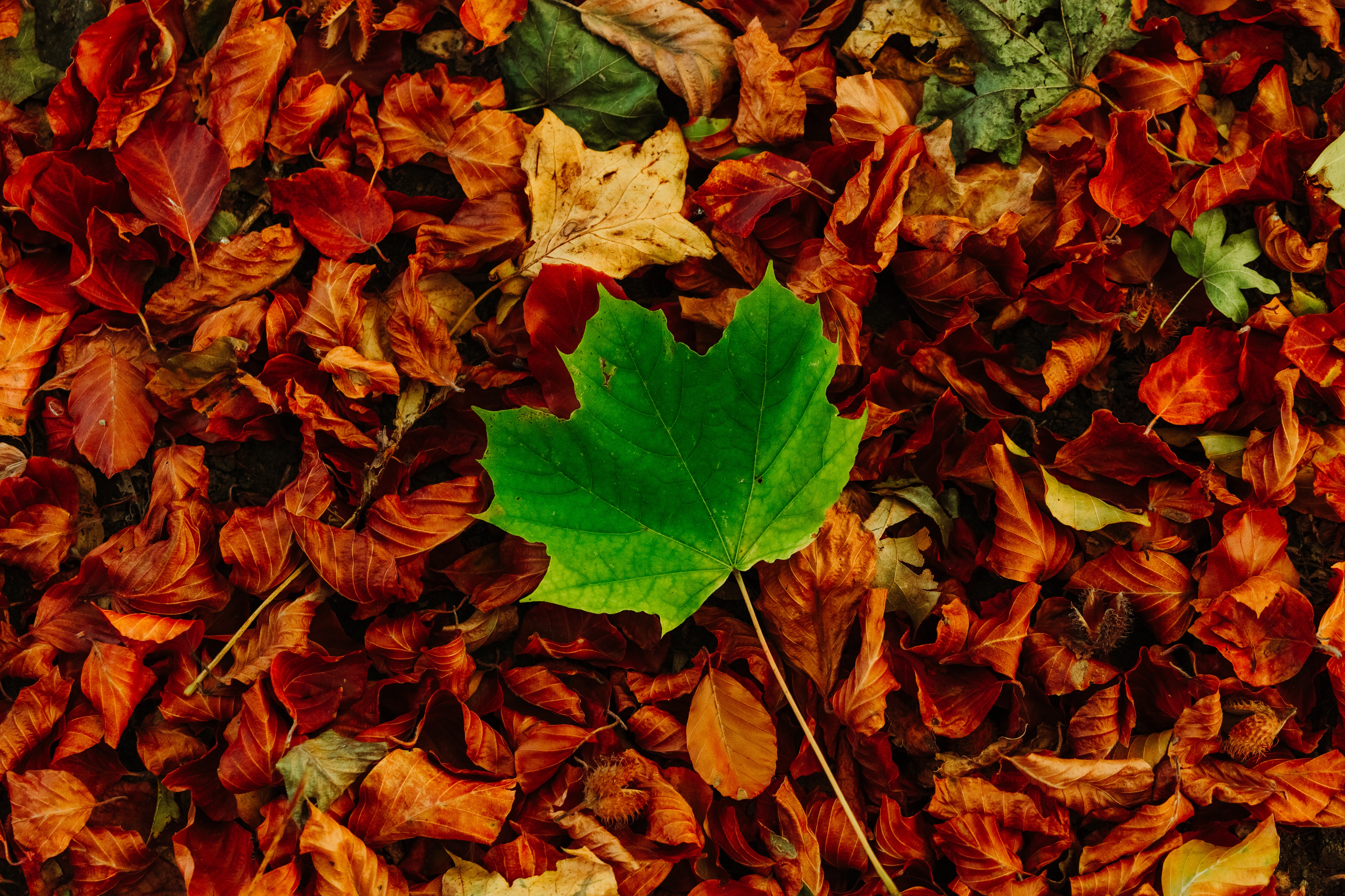 146193 télécharger l'image nature, automne, feuilles, érable, déchu, tombé, contraste - fonds d'écran et économiseurs d'écran gratuits