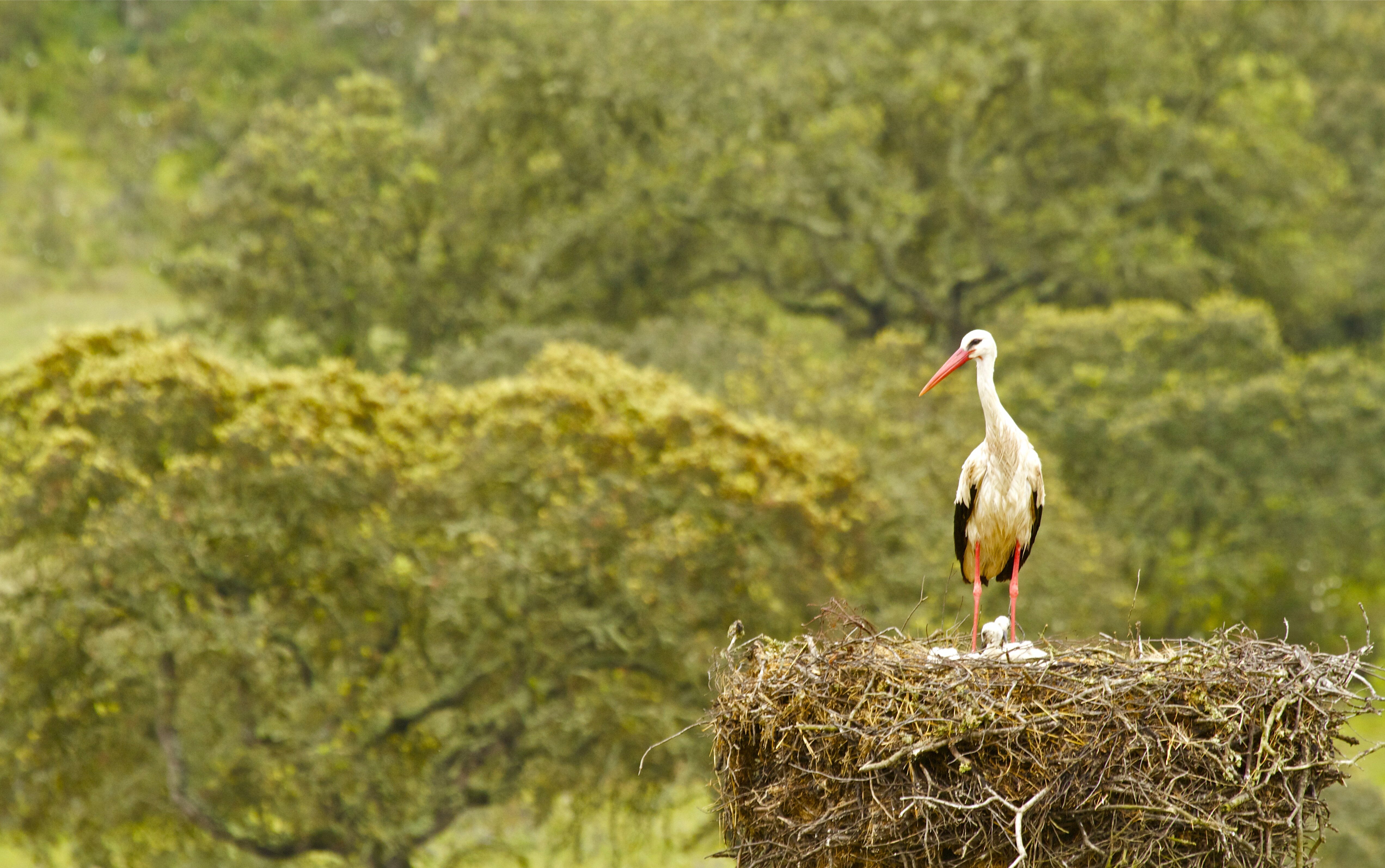 Download mobile wallpaper Birds, Bird, Animal, Nest, White Stork for free.