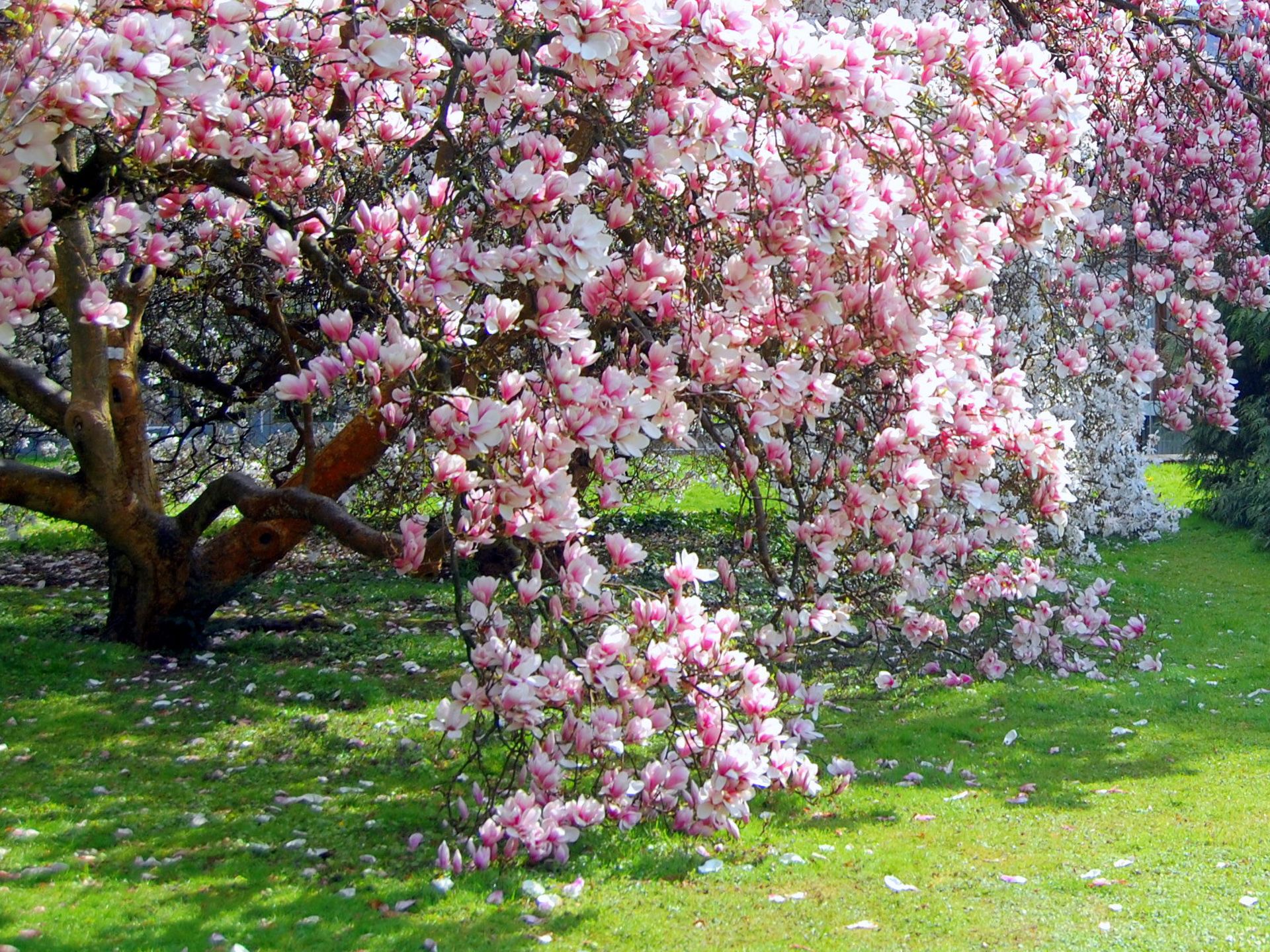 388574 Hintergrundbild herunterladen magnolie, erde/natur, baum, blüte, bäume - Bildschirmschoner und Bilder kostenlos