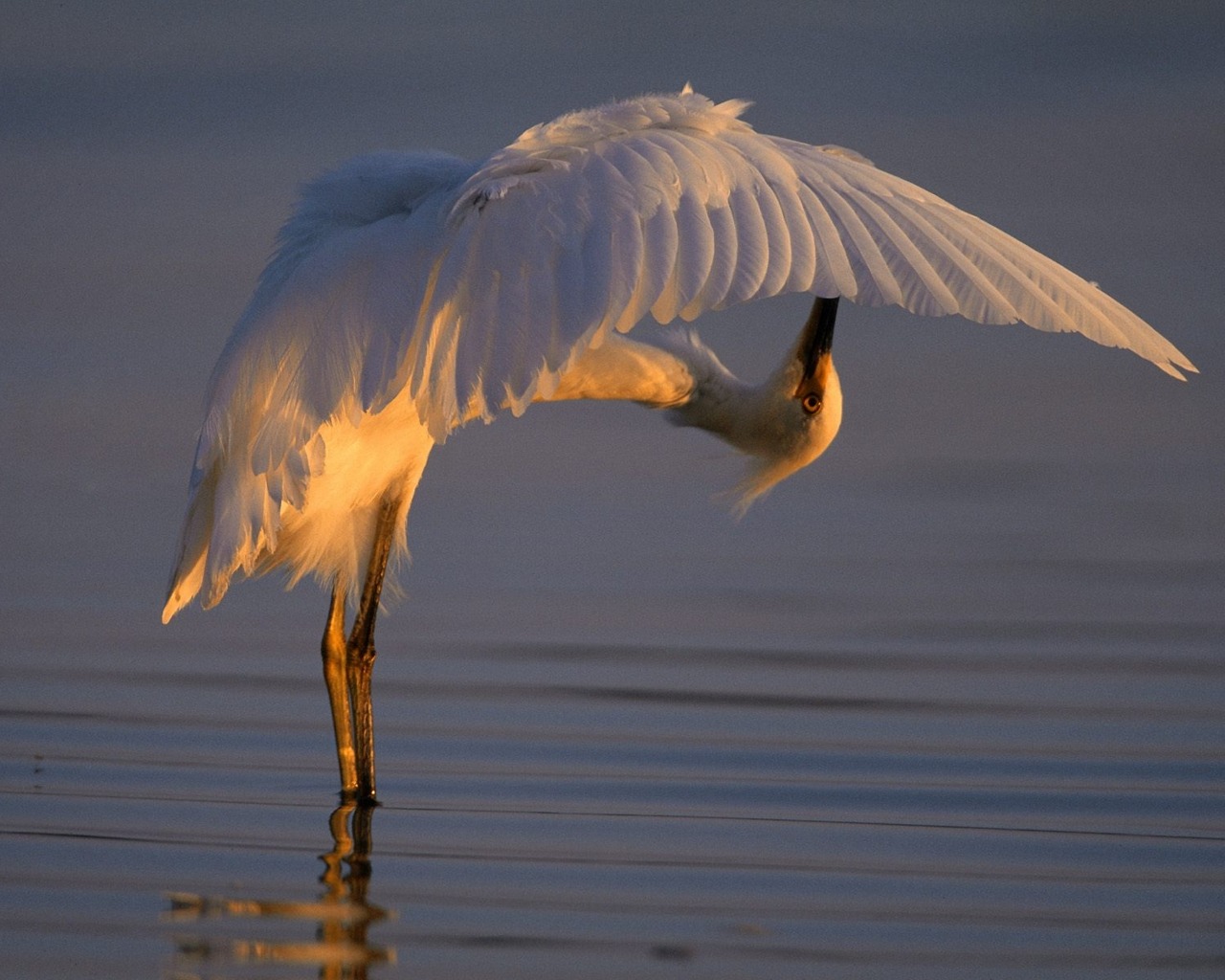 Free download wallpaper Bird, Animal on your PC desktop