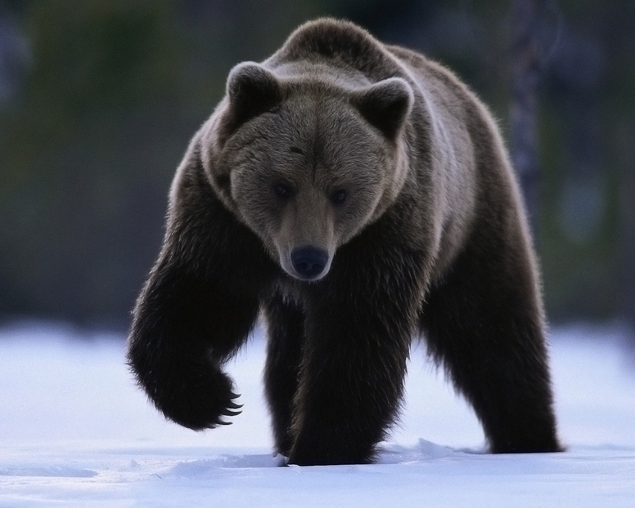 Скачать картинку Медведи, Животные в телефон бесплатно.