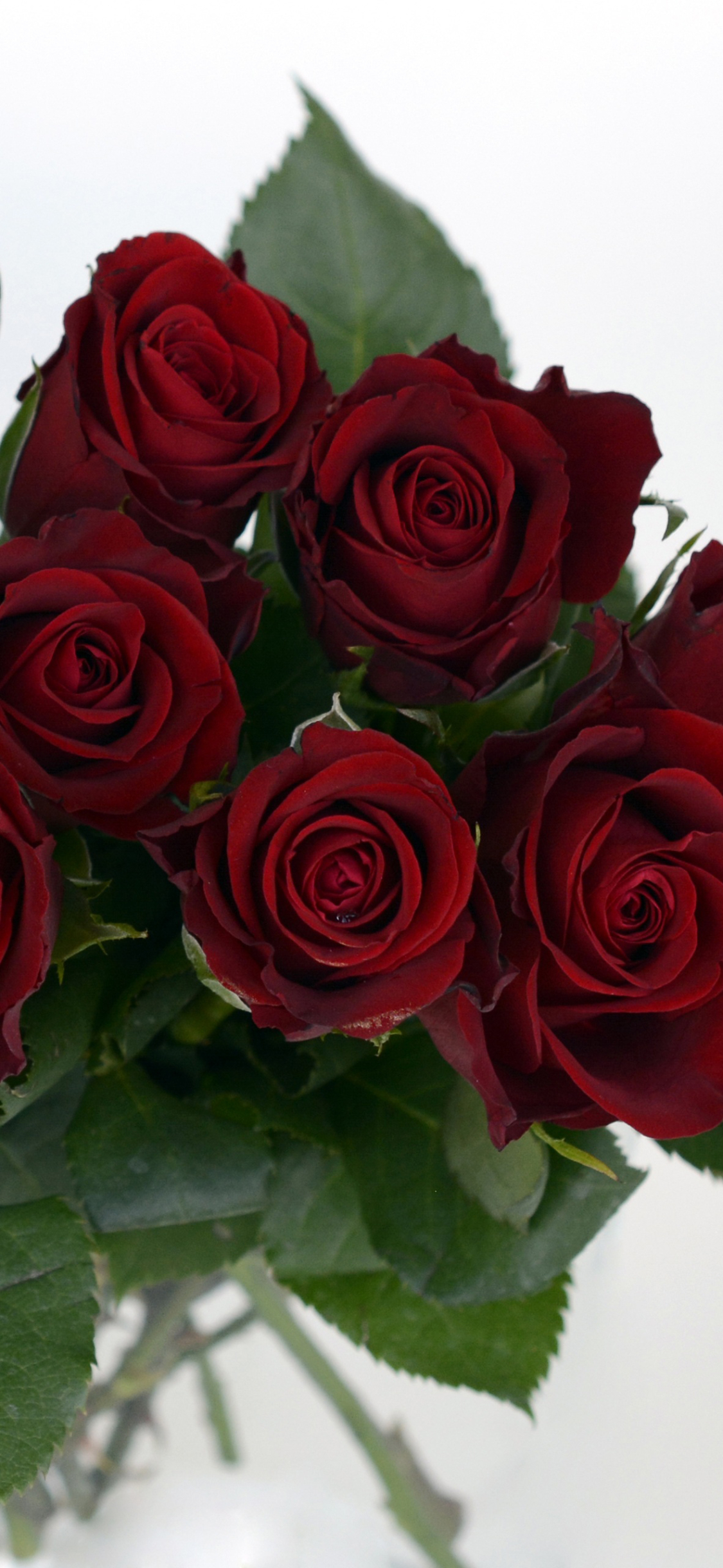Descarga gratuita de fondo de pantalla para móvil de Flores, Rosa, Flor, Tierra, Rosa Roja, Flor Roja, Tierra/naturaleza.