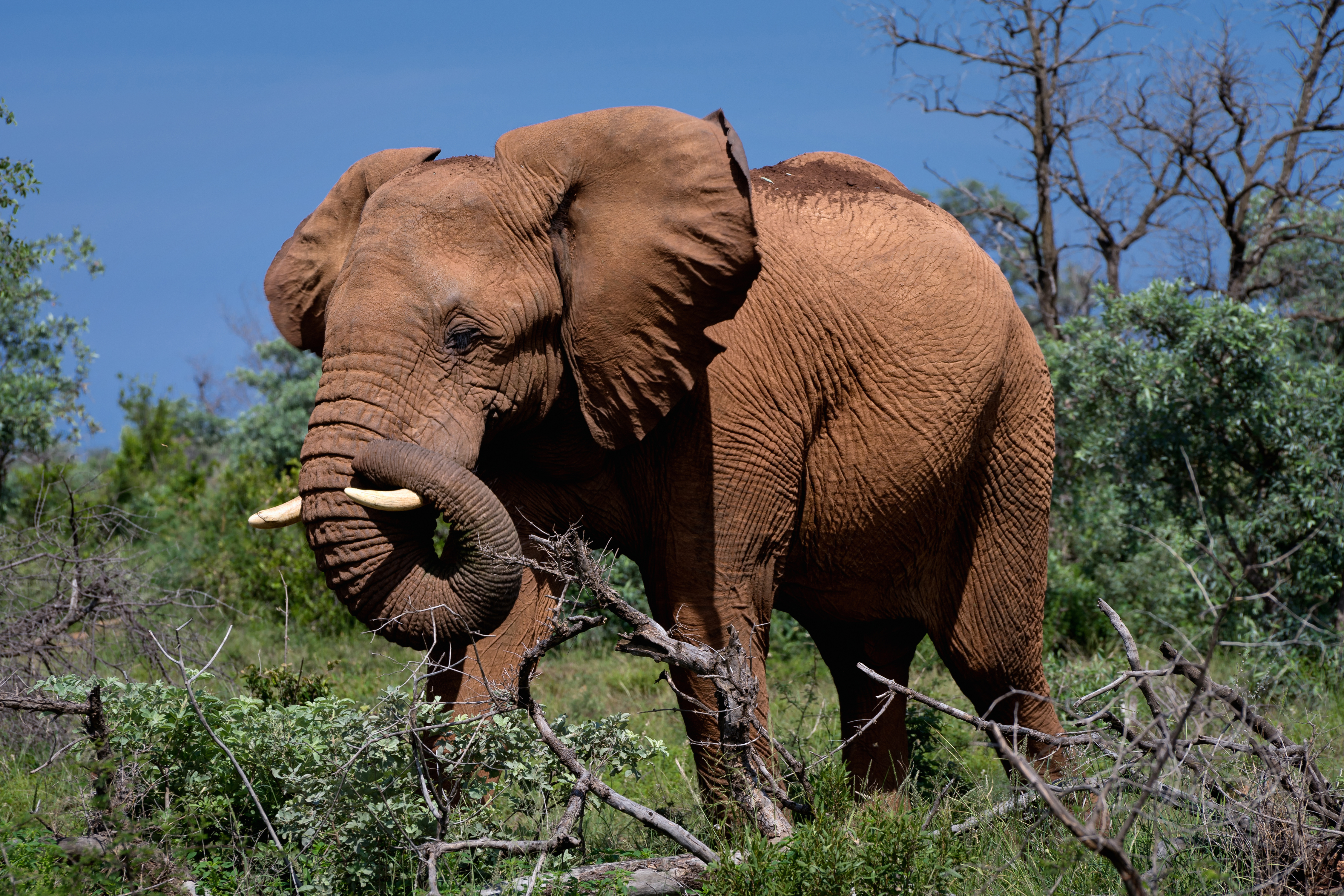 Baixe gratuitamente a imagem Elefante Da Savana, Elefantes, Animais na área de trabalho do seu PC