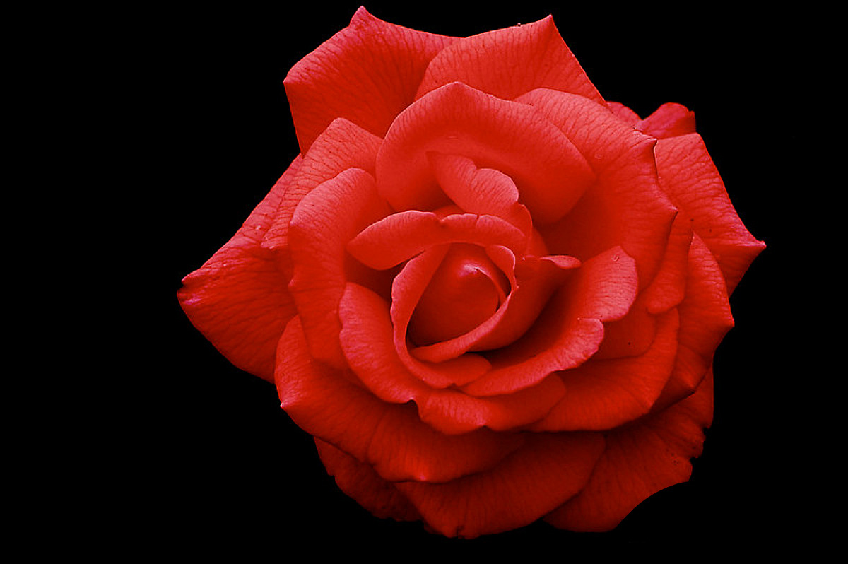 Handy-Wallpaper Rose, Erde/natur kostenlos herunterladen.