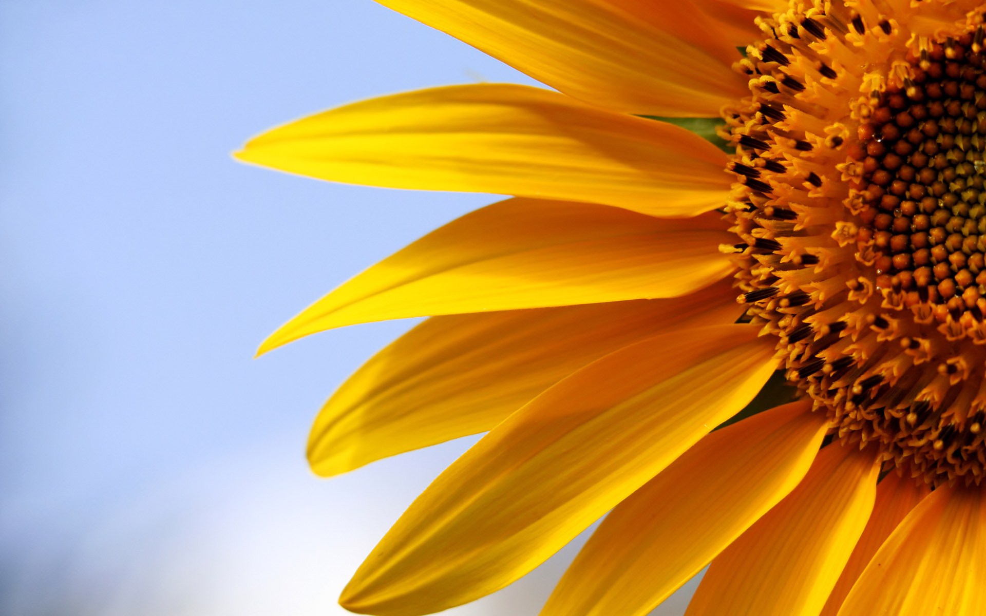 Baixe gratuitamente a imagem Flores, Girassol, Terra/natureza na área de trabalho do seu PC