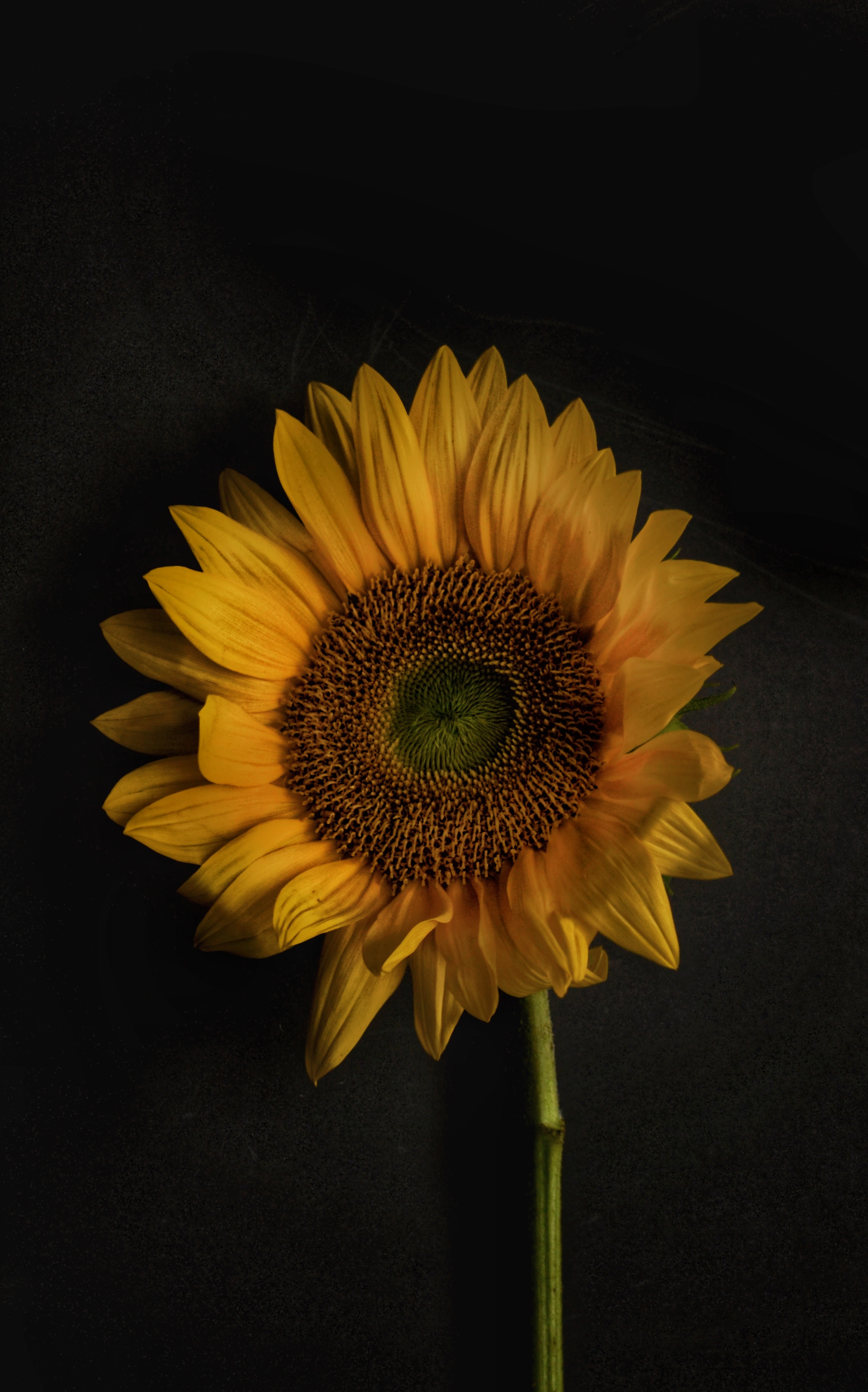 PCデスクトップに咲く, 開花, 黄色, 花びら, フラワーズ, 向日葵, ひまわり画像を無料でダウンロード