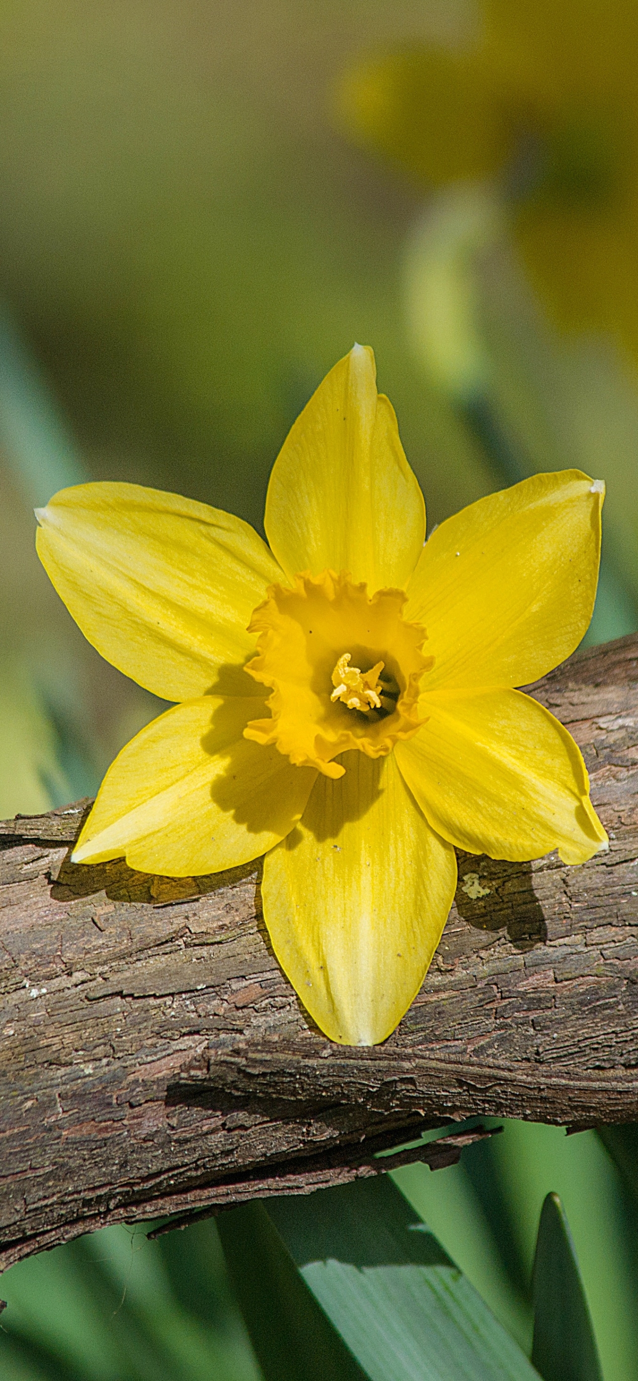 Download mobile wallpaper Flowers, Flower, Earth, Daffodil for free.