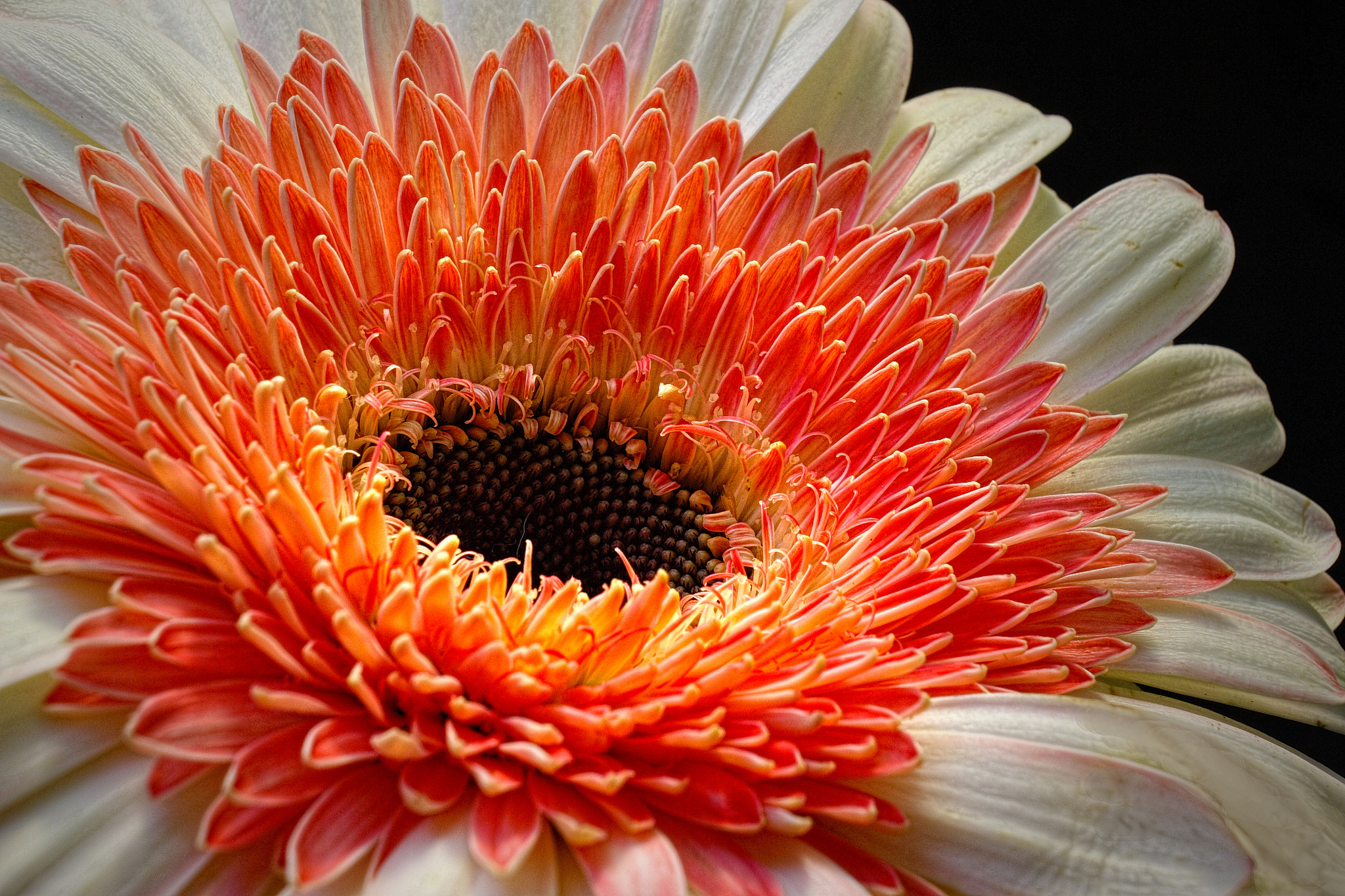 Laden Sie das Blumen, Blume, Nahansicht, Erde/natur-Bild kostenlos auf Ihren PC-Desktop herunter