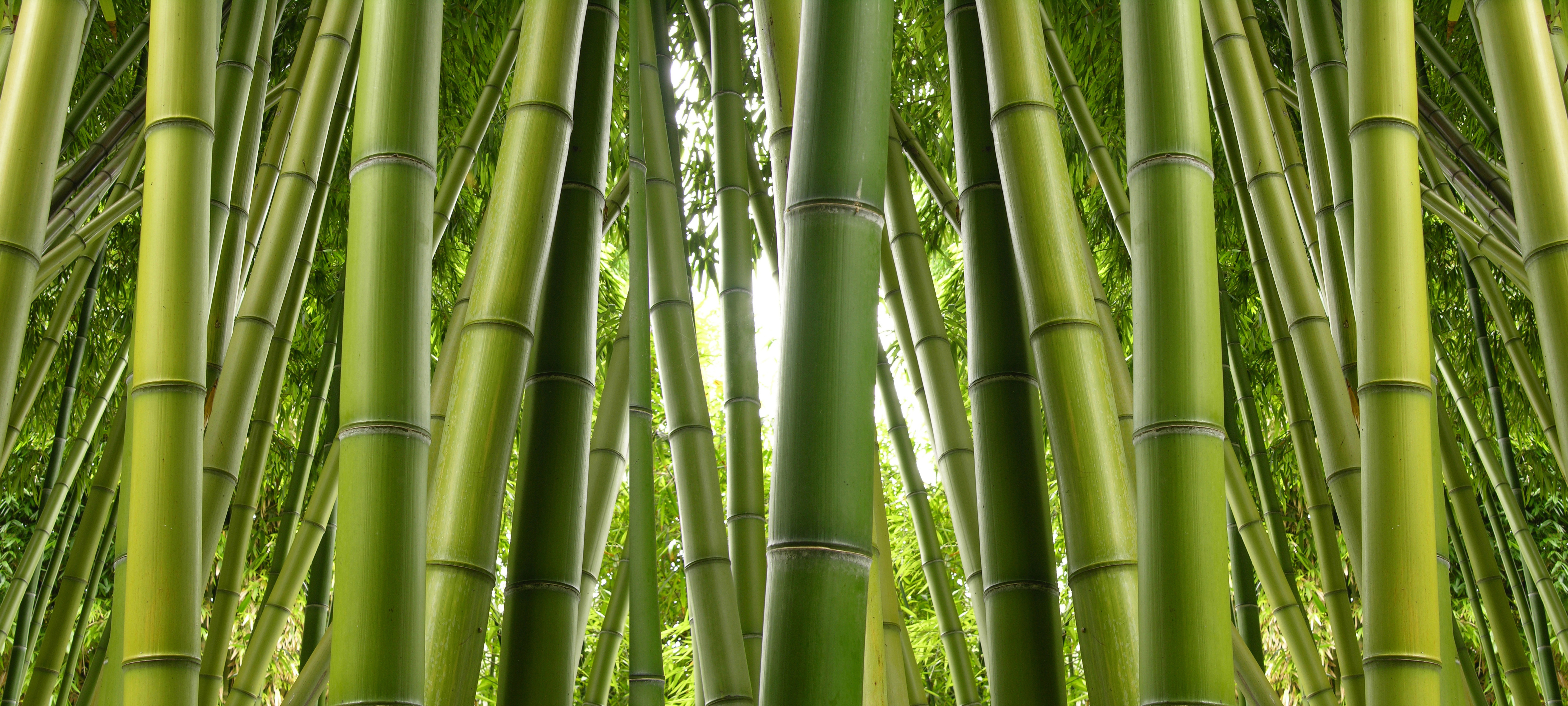 Baixar papel de parede para celular de Natureza, Bambu, Terra/natureza gratuito.