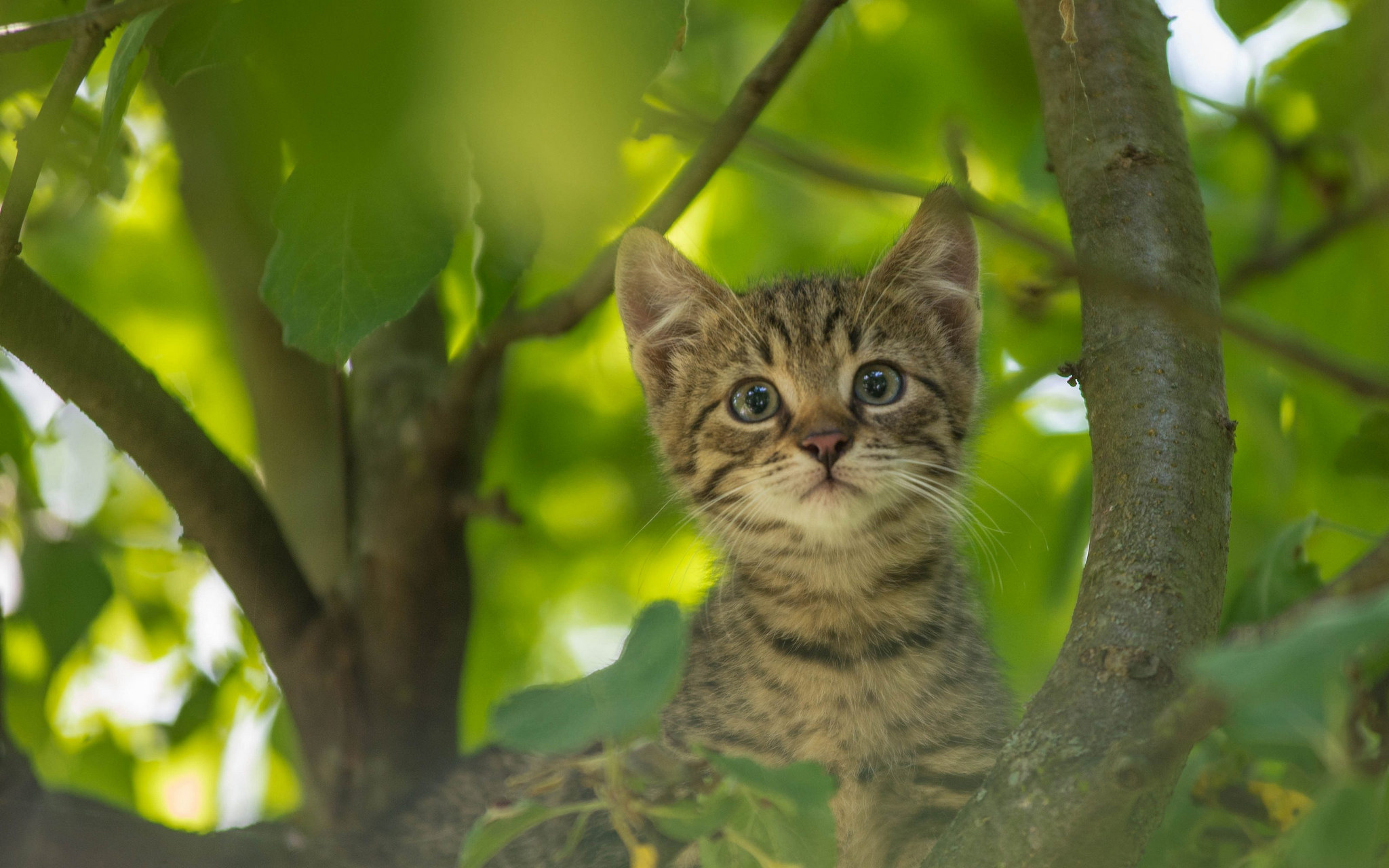 Download mobile wallpaper Cats, Cat, Kitten, Animal, Baby Animal, Stare for free.