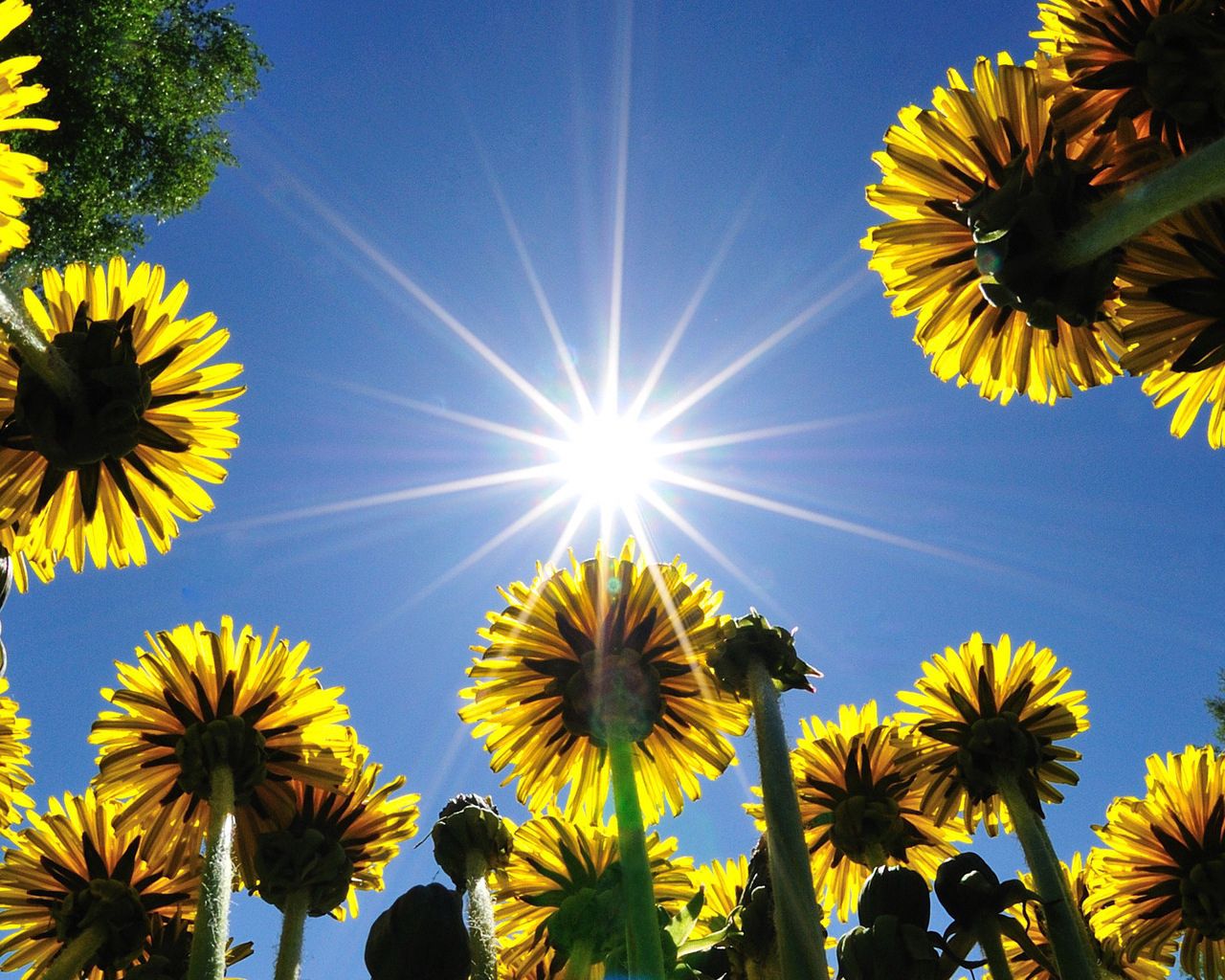 sun, summer, beams, flowers, sky, dandelions, rays, field Full HD