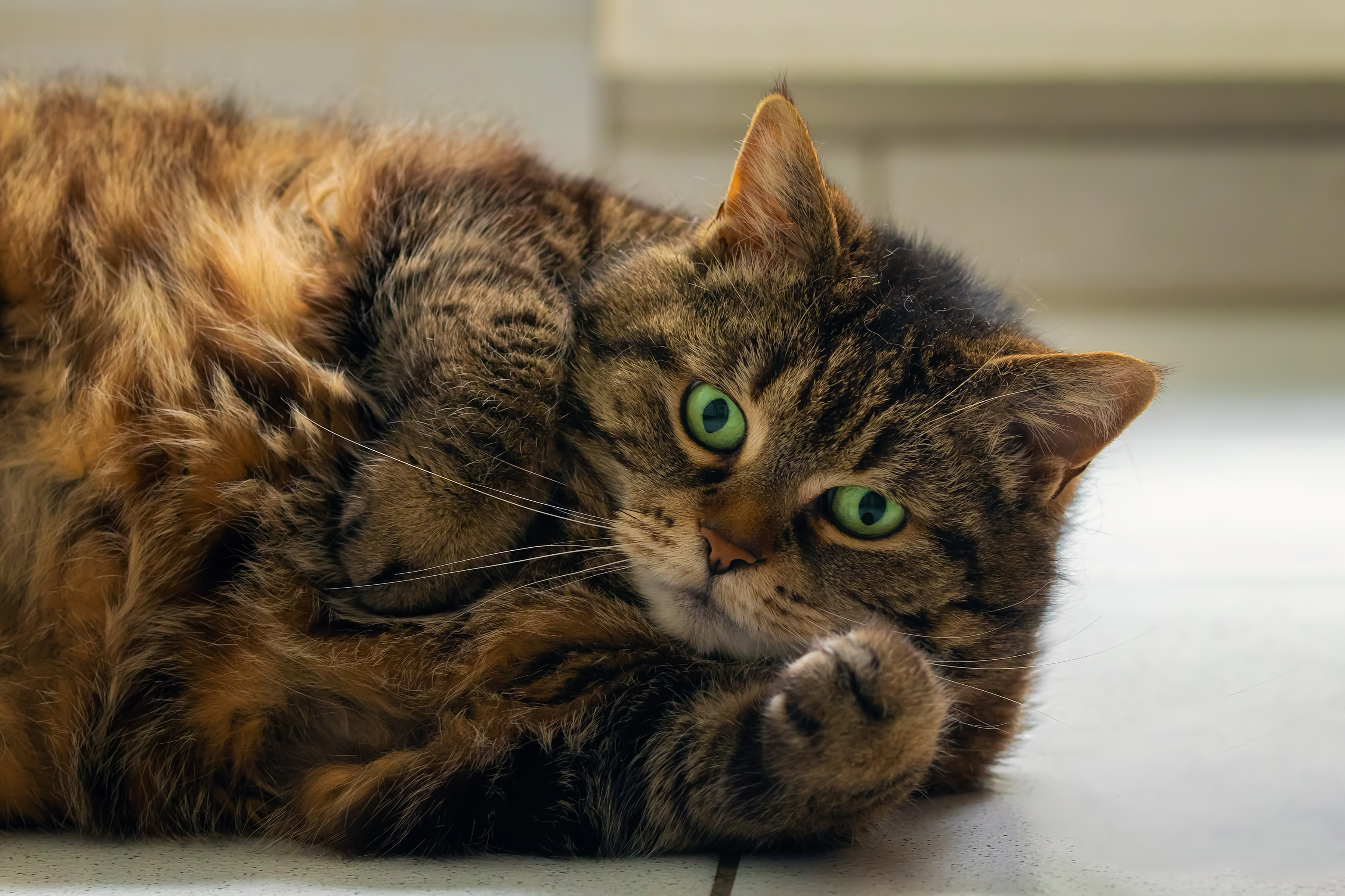 Baixe gratuitamente a imagem Animais, Gatos, Gato na área de trabalho do seu PC