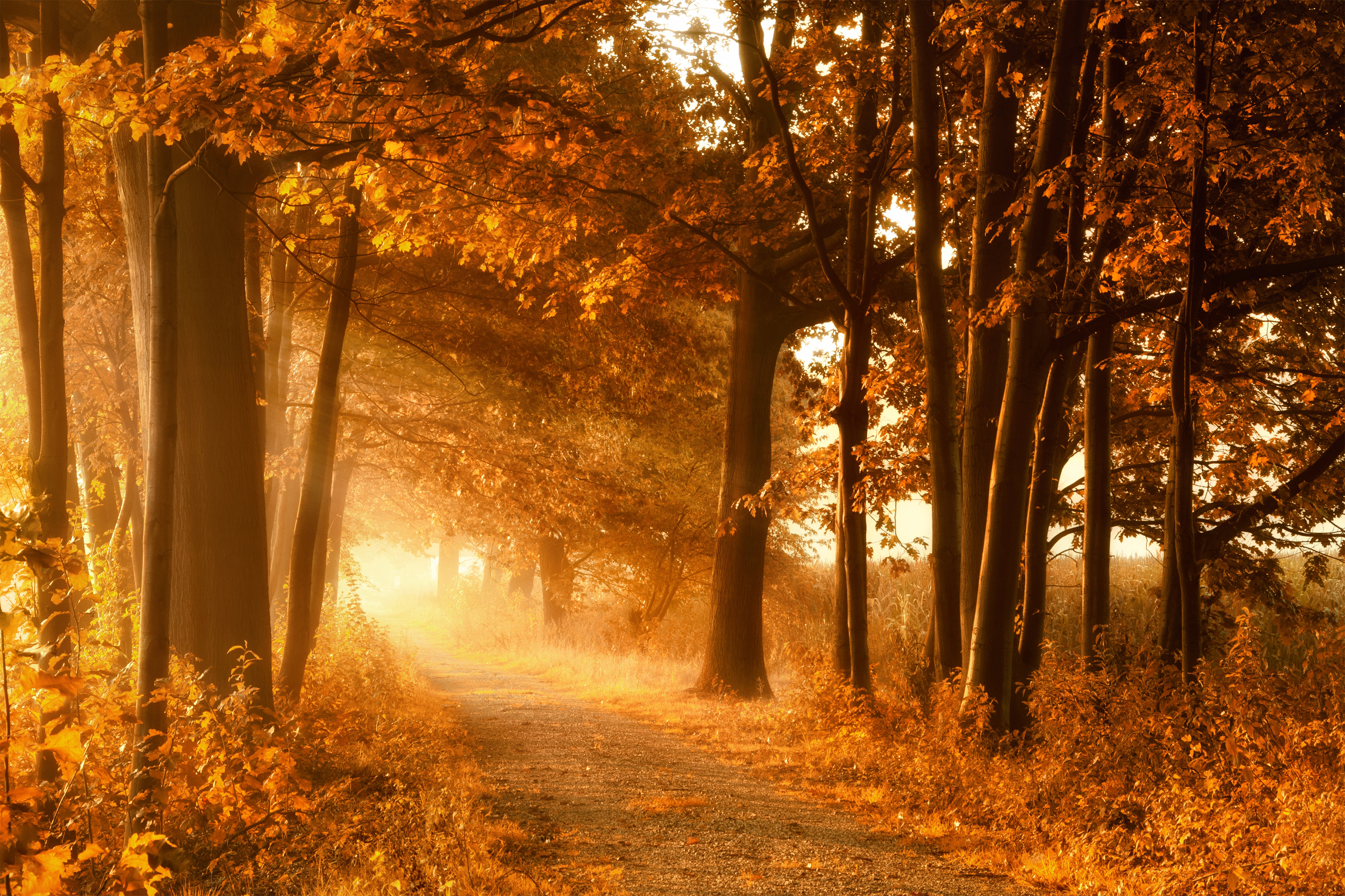 Download mobile wallpaper Fall, Earth, Path for free.