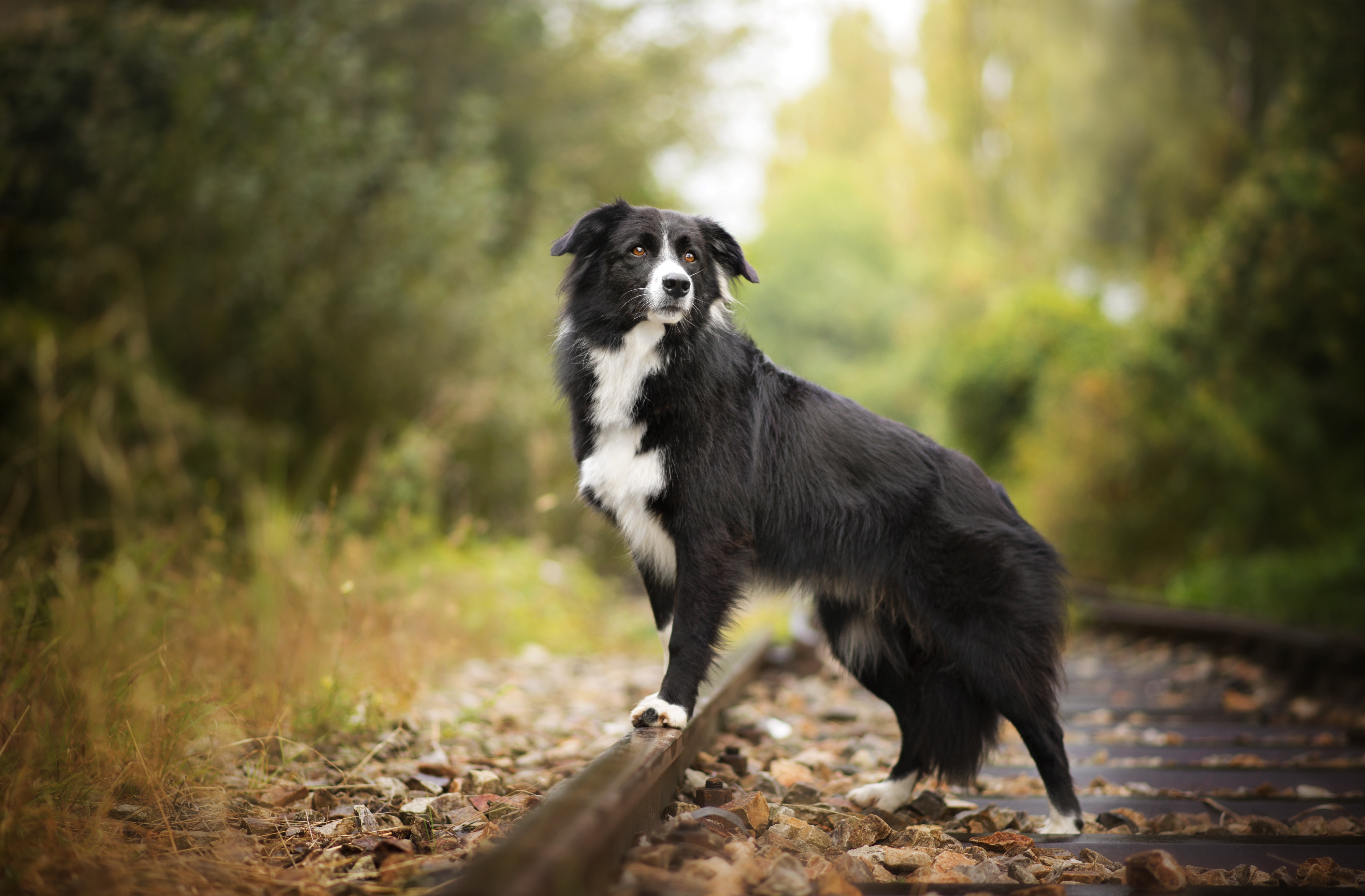 Download mobile wallpaper Dogs, Dog, Animal, Border Collie, Railroad, Depth Of Field for free.