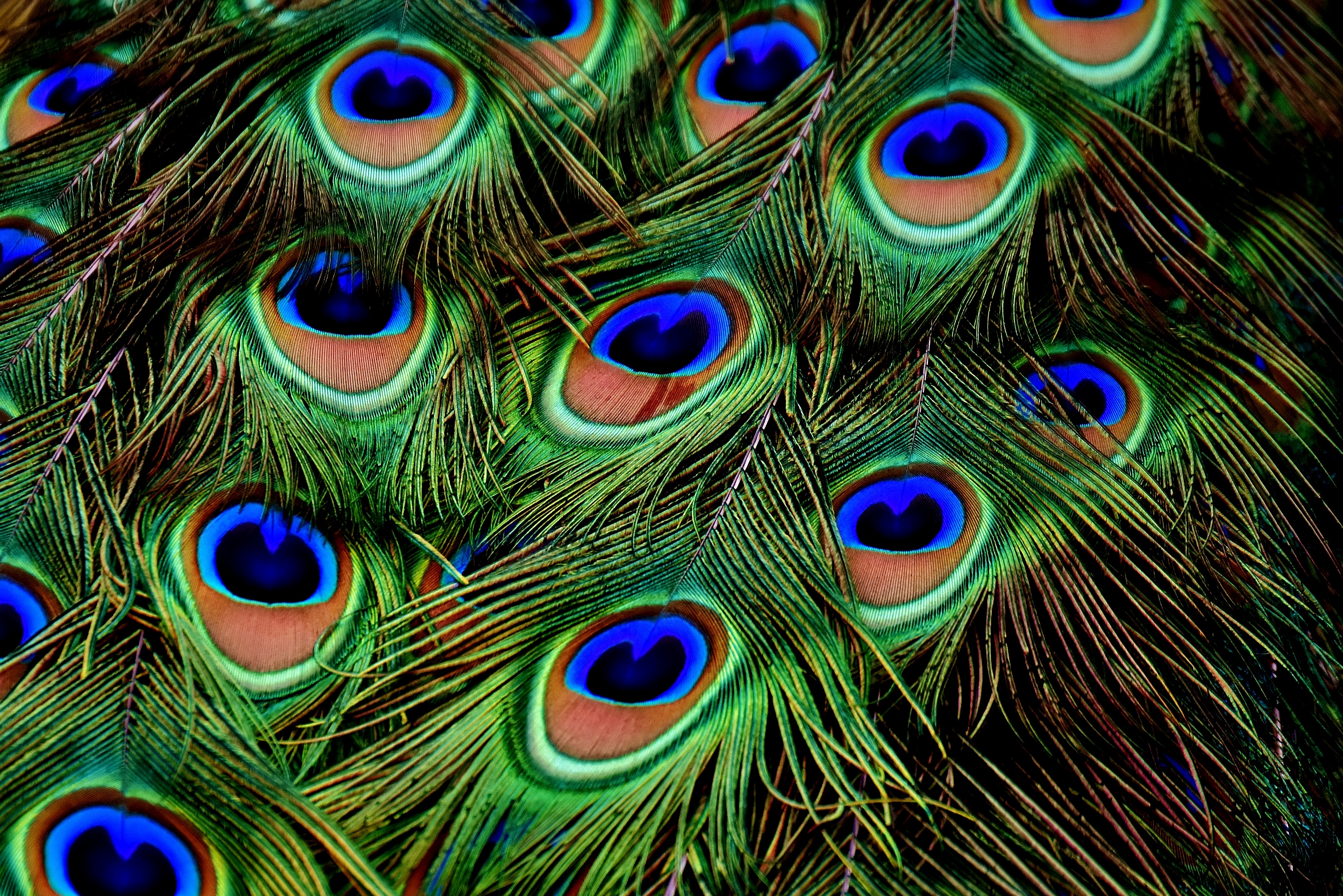 peacock, feather, patterns, textures, texture HD wallpaper