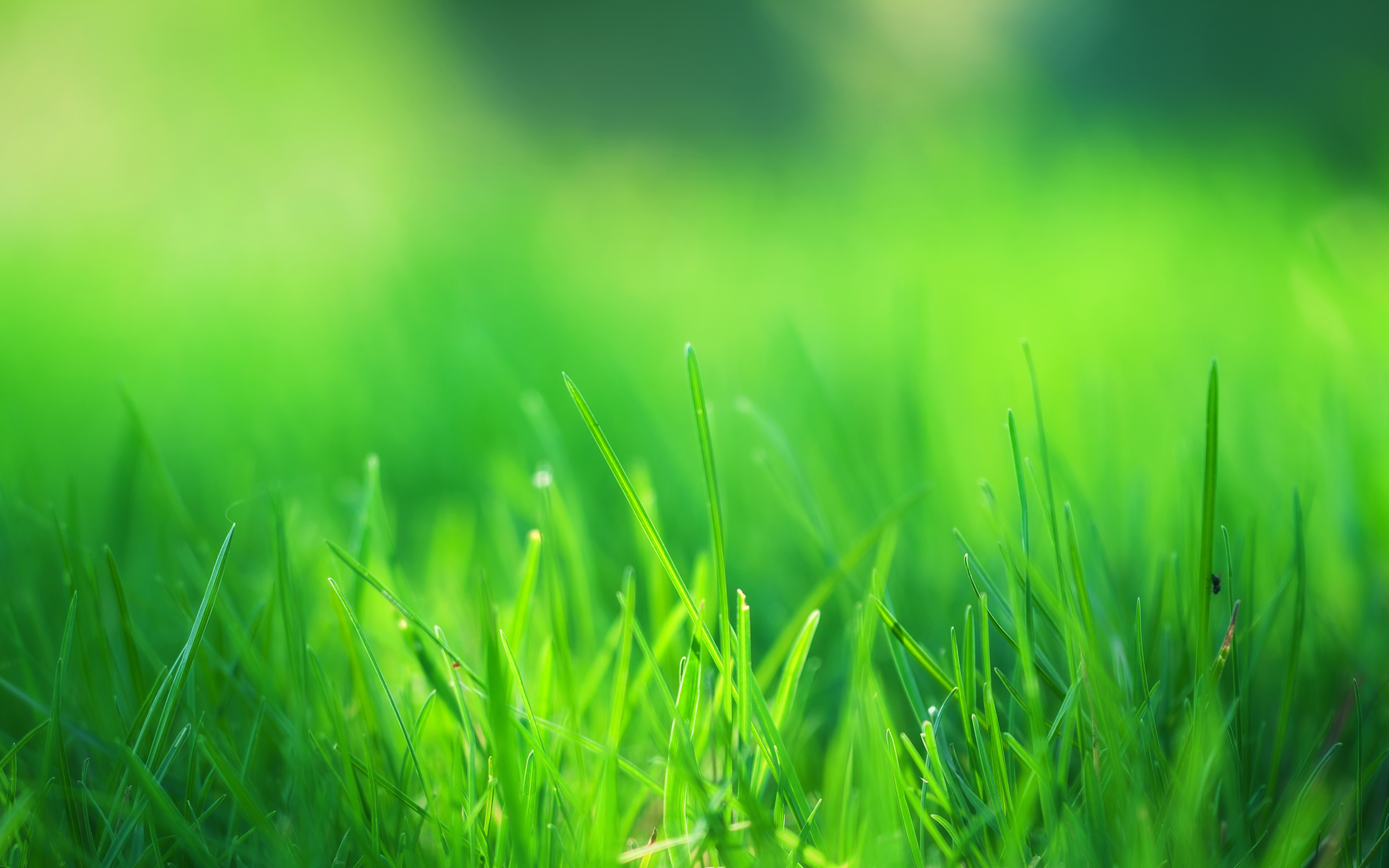 Free download wallpaper Grass, Earth on your PC desktop