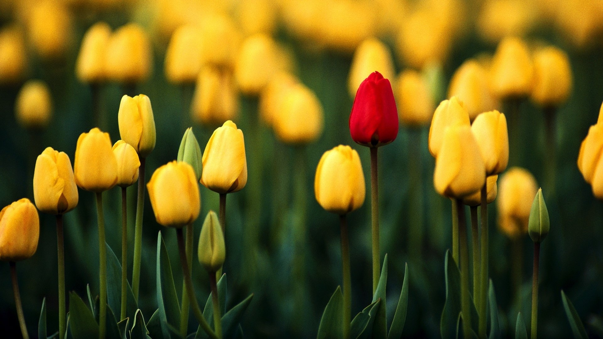 Free download wallpaper Earth, Tulip on your PC desktop