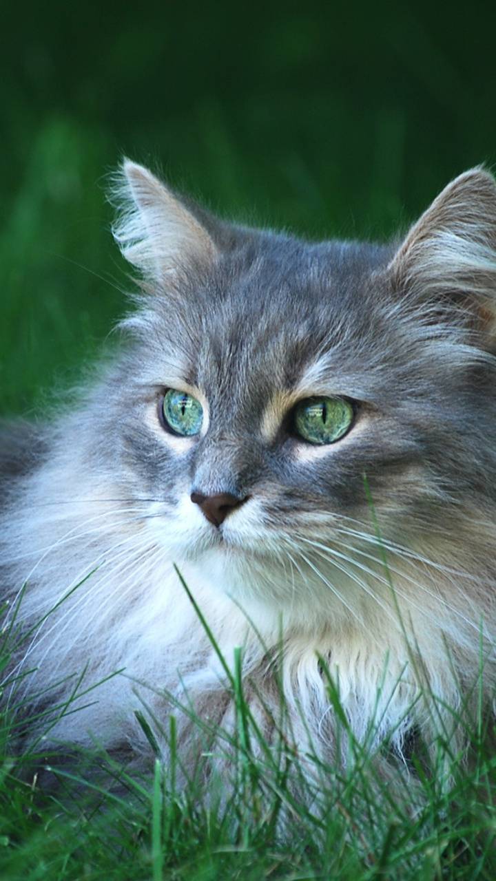 Descarga gratuita de fondo de pantalla para móvil de Animales, Gatos, Gato, Ojos Verdes.