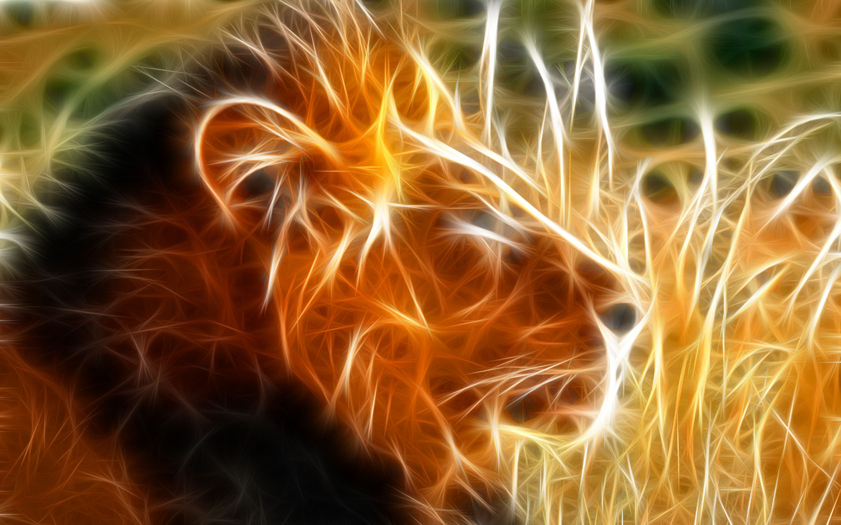1920 x 1080 picture lion, animal, cats