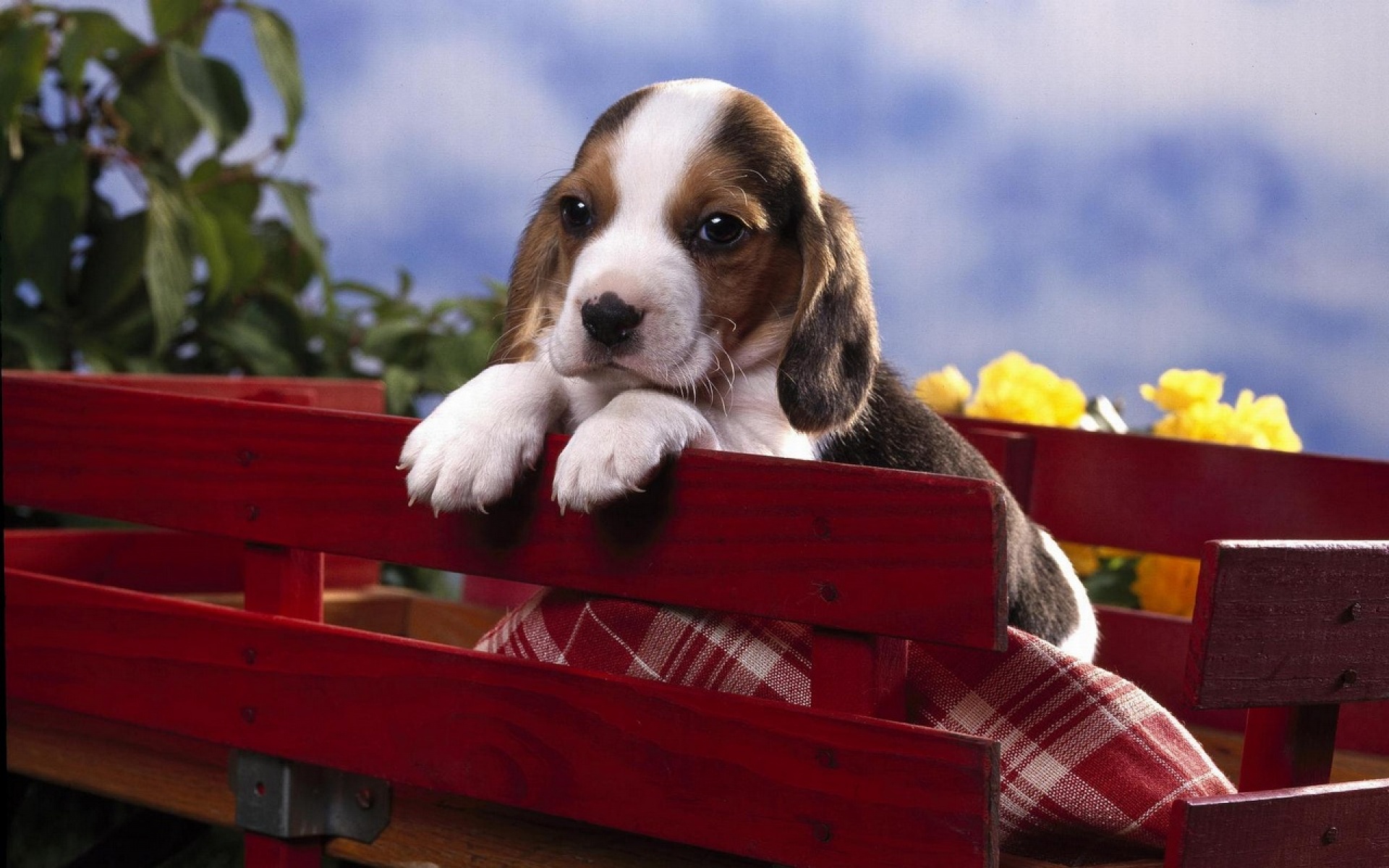  Beagle Desktop Wallpaper