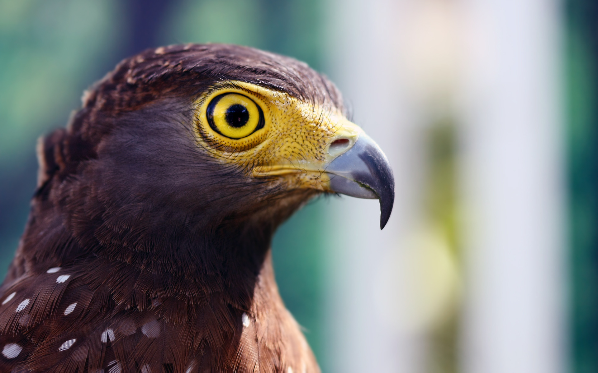 Baixar papel de parede para celular de Animais, Aves, Falcão gratuito.