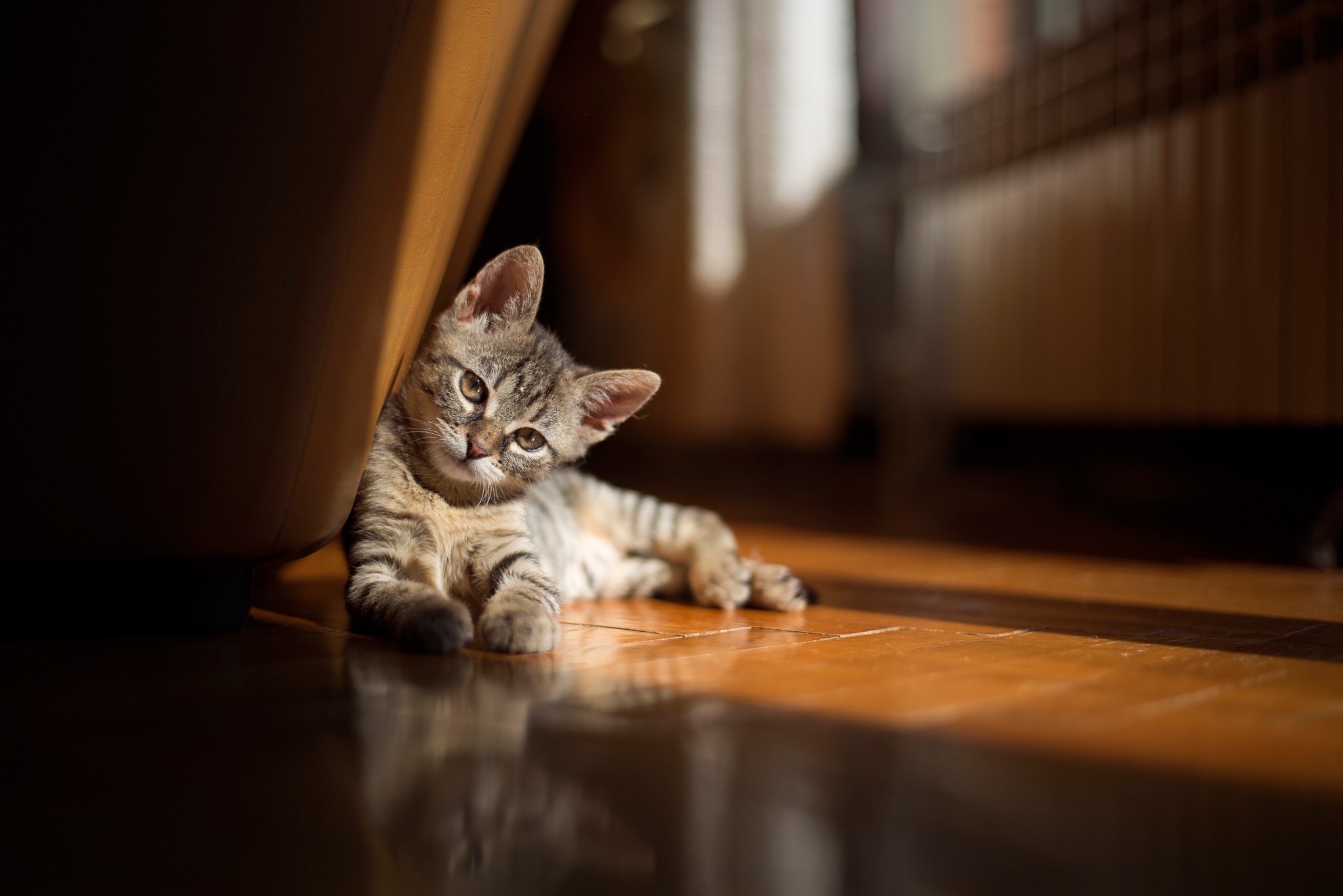 Téléchargez gratuitement l'image Animaux, Chats, Chat, Chaton, Bébé Animal sur le bureau de votre PC