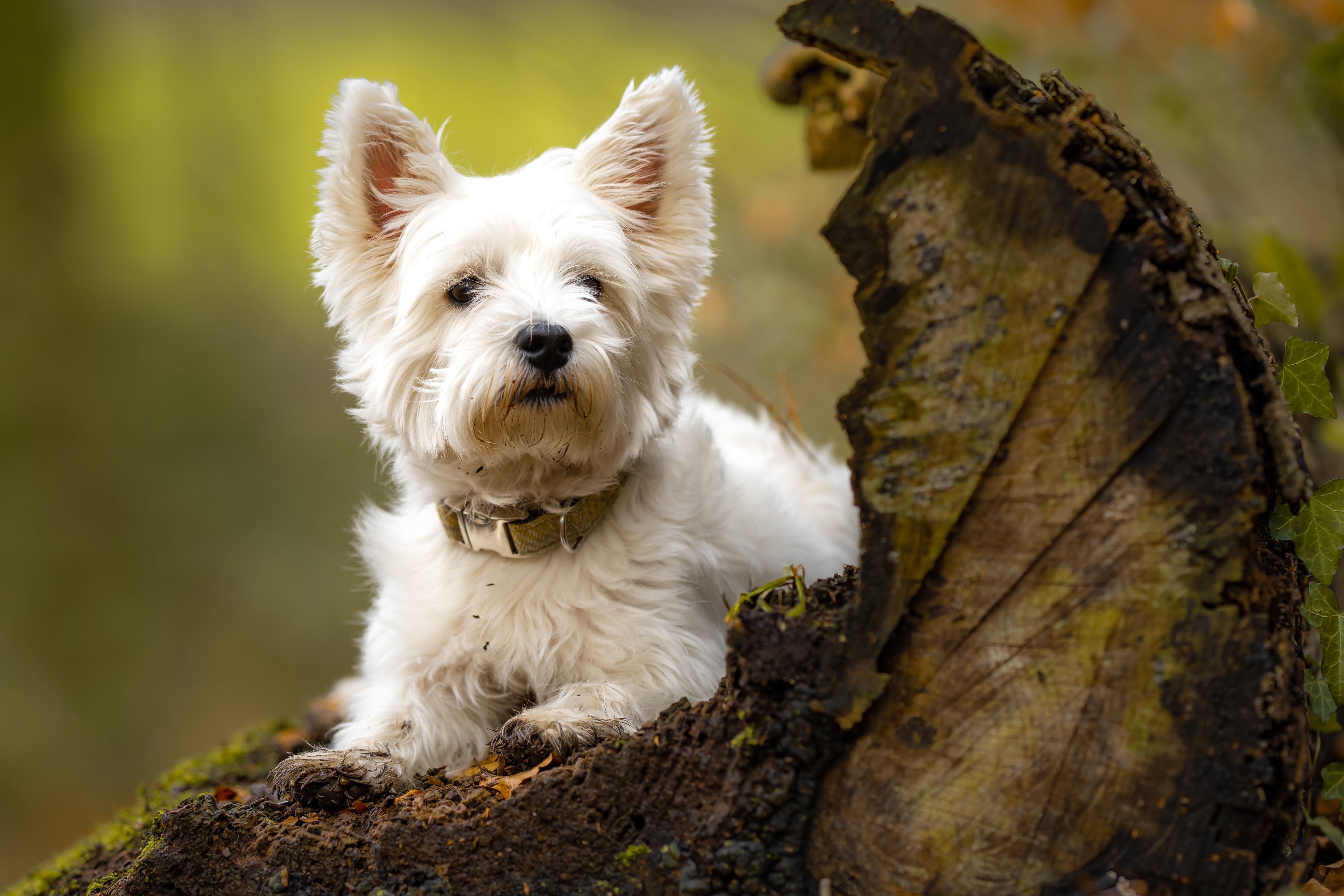 PCデスクトップに動物, 犬, ウエスト・ハイランド・ホワイト・テリア画像を無料でダウンロード