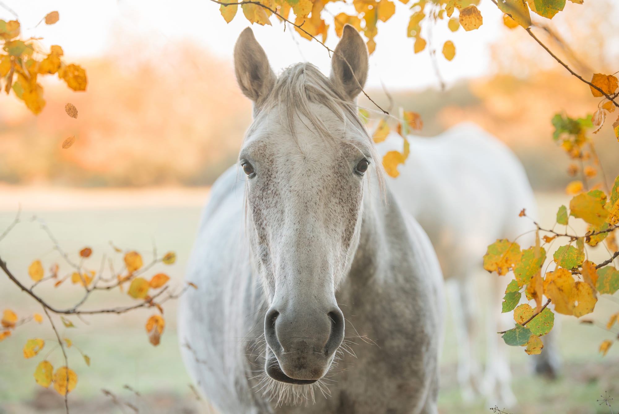 Baixar papel de parede para celular de Animais, Cavalo, Olhar Fixamente gratuito.