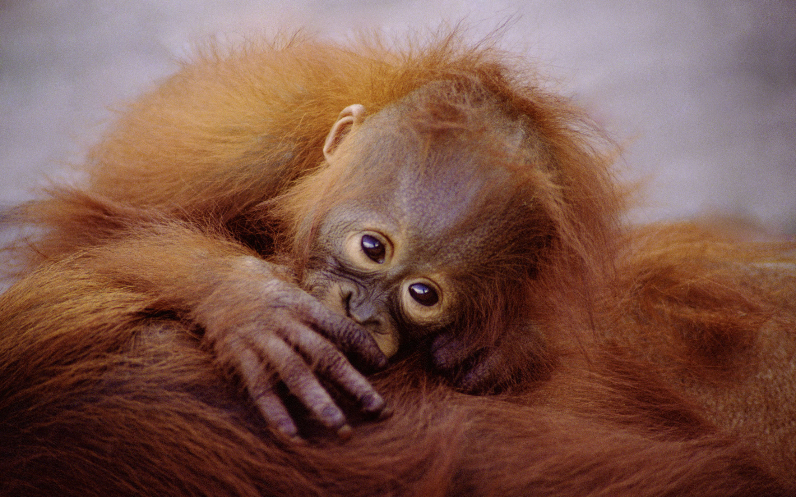 Download mobile wallpaper Primate, Orangutan, Monkeys, Baby Animal, Animal for free.