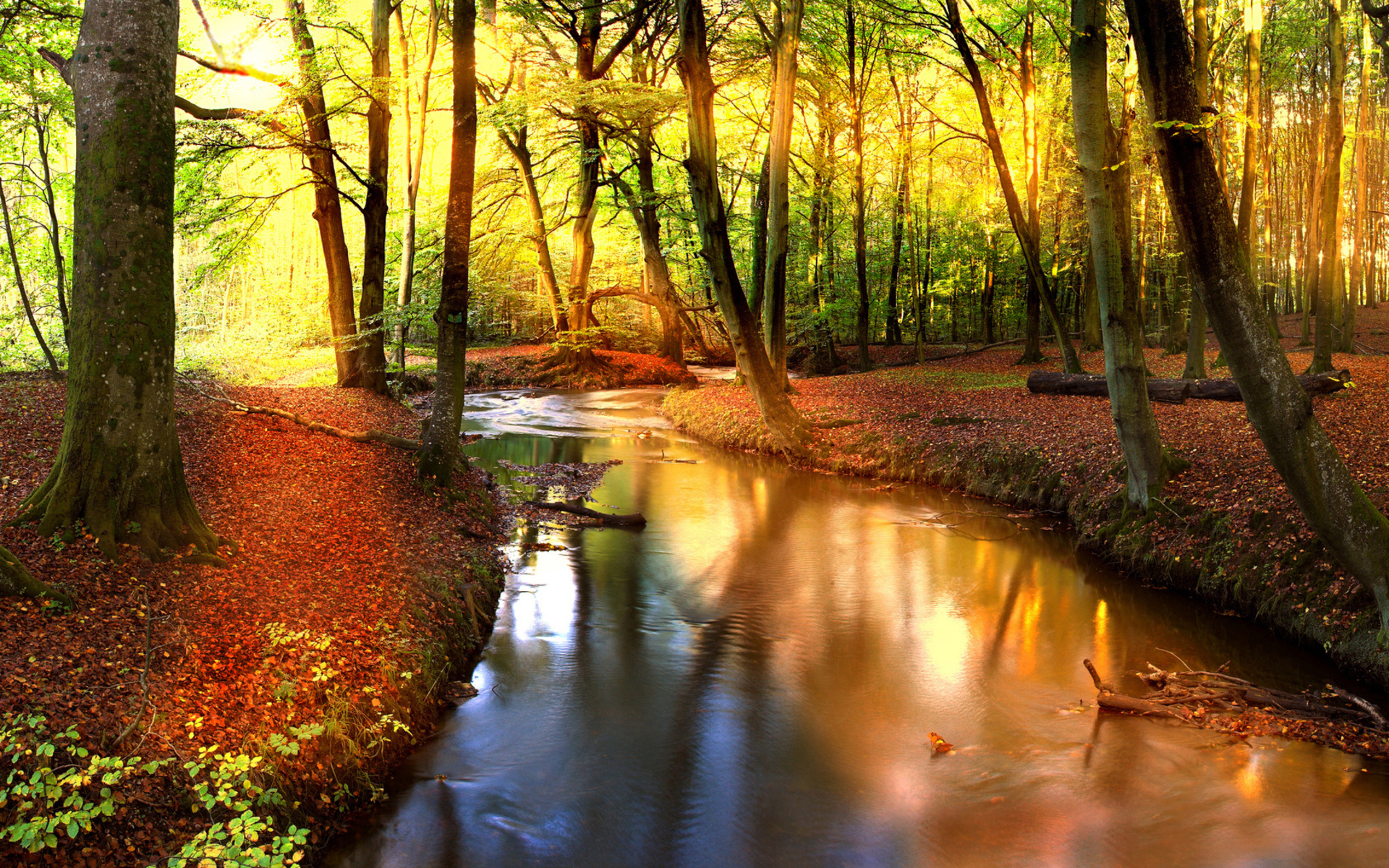 Free download wallpaper Forest, Earth on your PC desktop