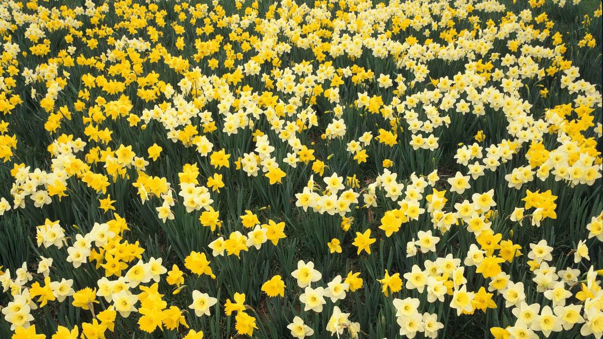 Descarga gratis la imagen Narcisos, Flores, Verduras, Cama De Flores, Parterre, Primavera en el escritorio de tu PC