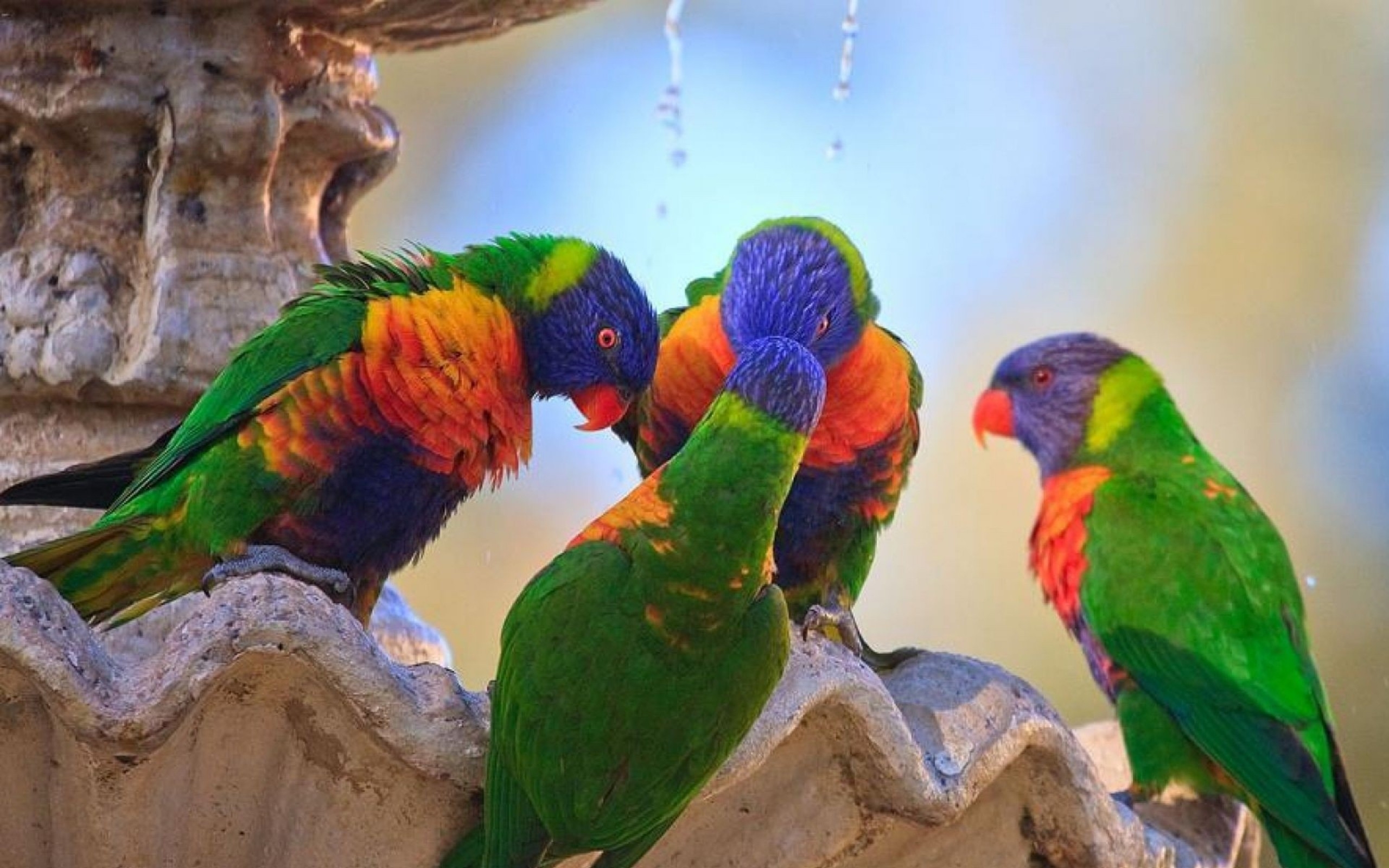 317650 descargar fondo de pantalla animales, loro arcoiris, aves: protectores de pantalla e imágenes gratis