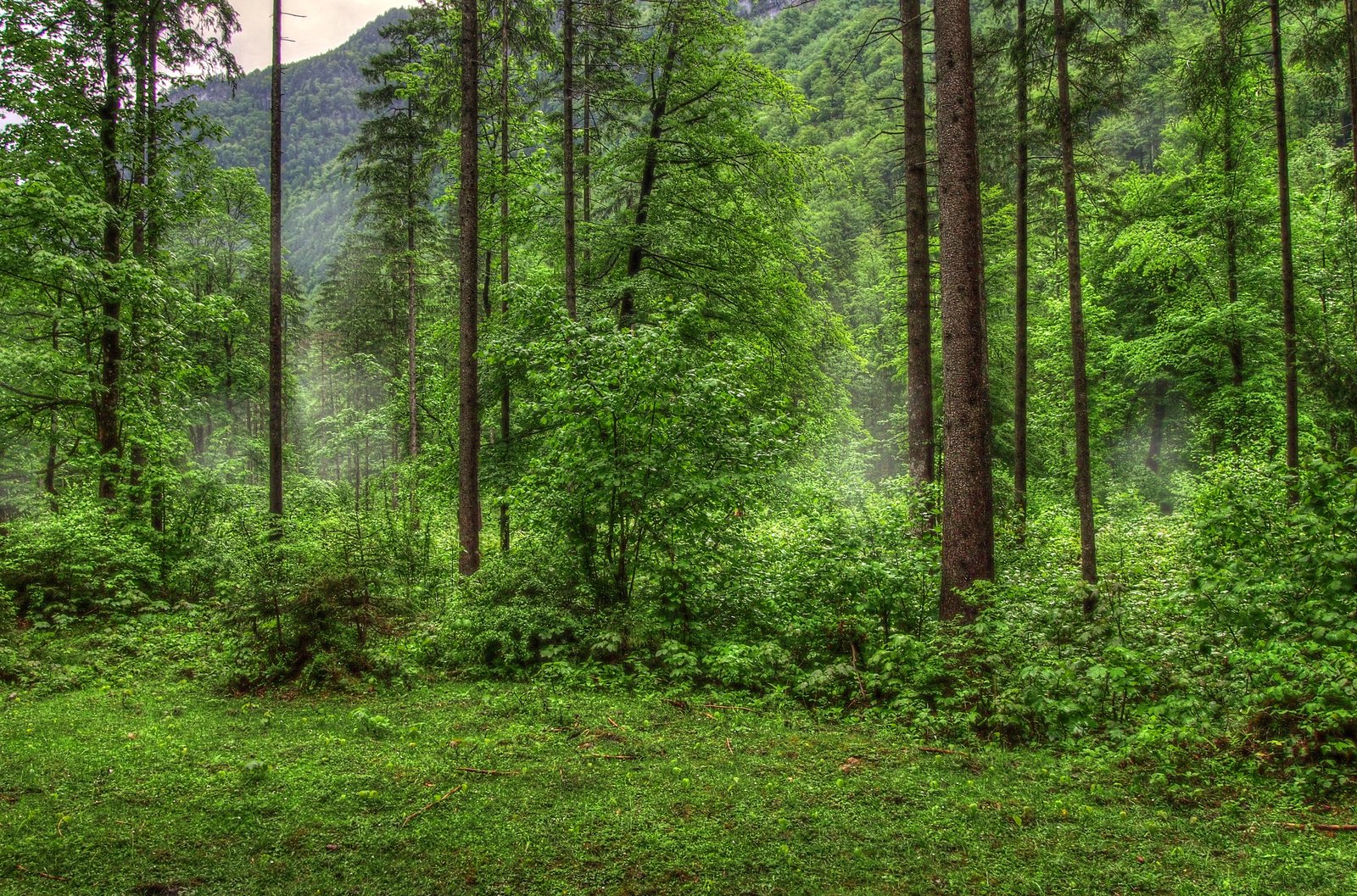 Free download wallpaper Forest, Earth on your PC desktop