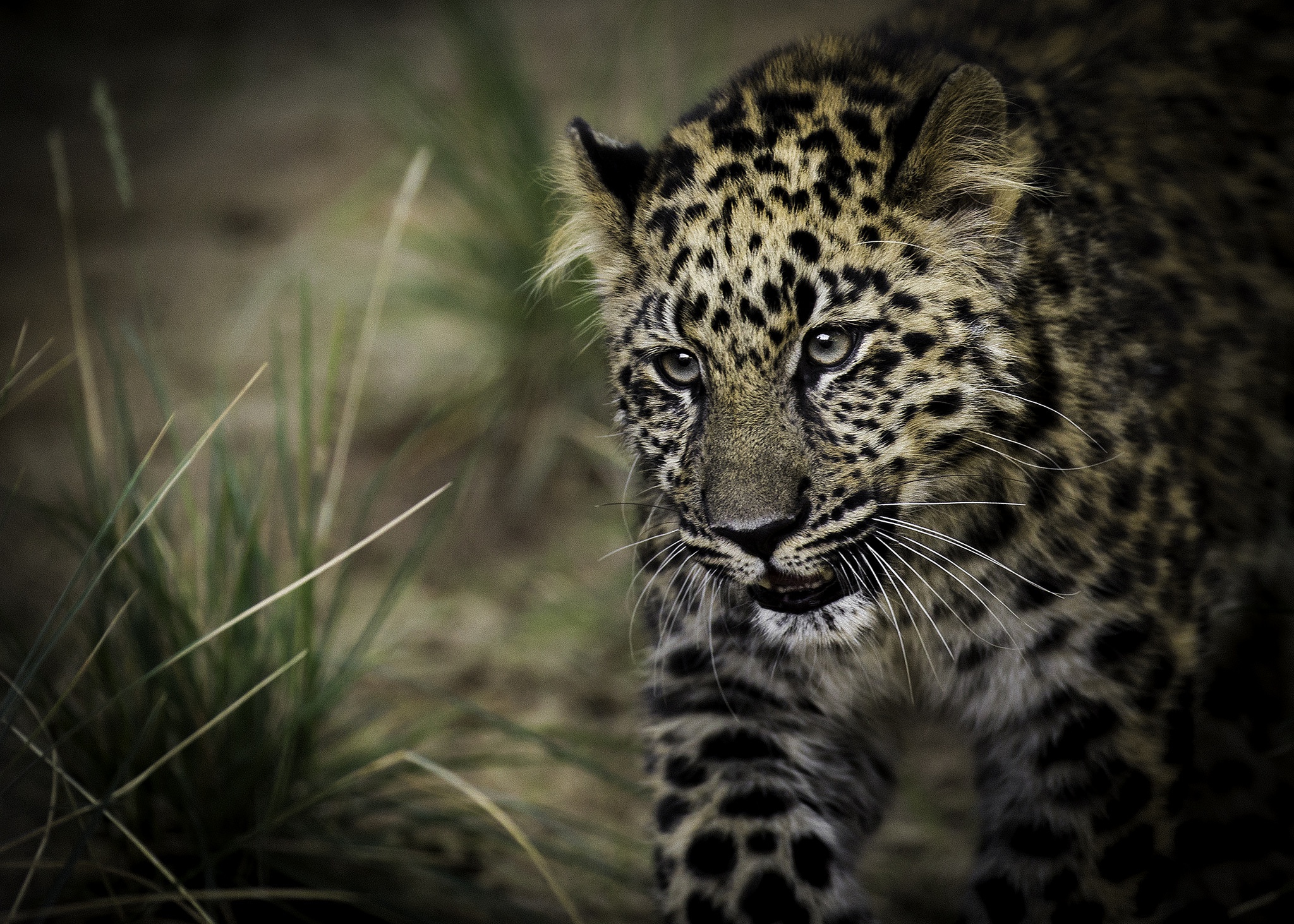 Download mobile wallpaper Cats, Leopard, Animal for free.