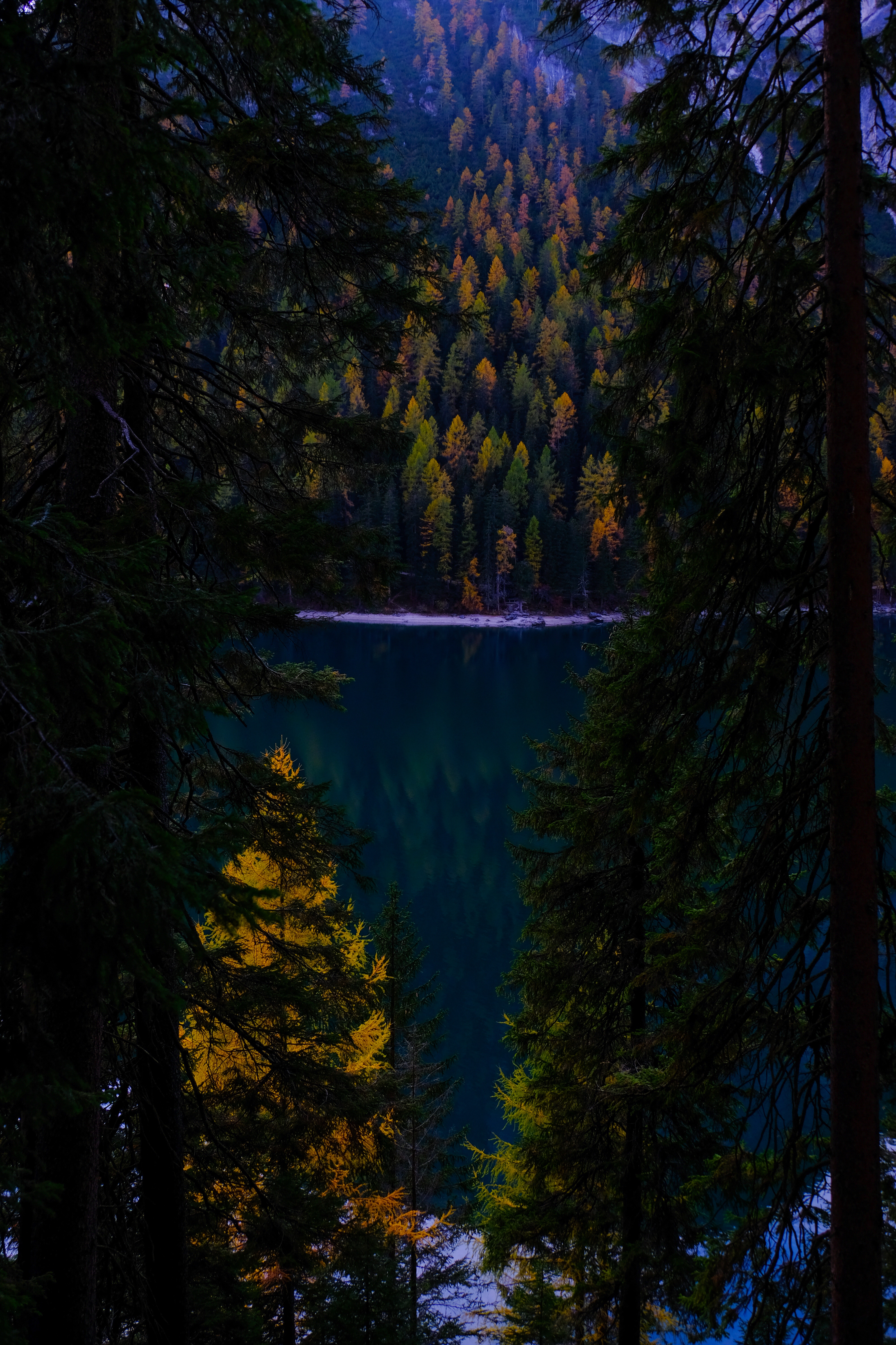 Download mobile wallpaper Forest, Branches, Nature, Lake, Autumn, Dark for free.