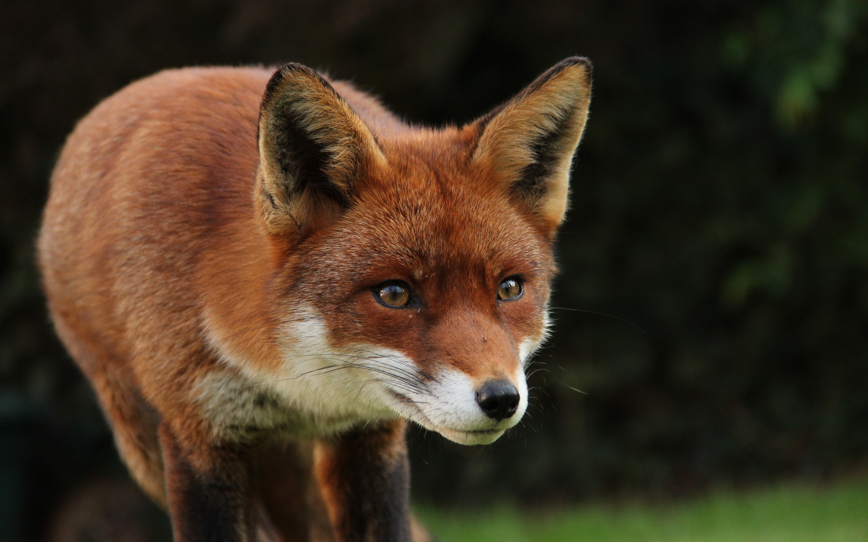 Free download wallpaper Fox, Animal on your PC desktop