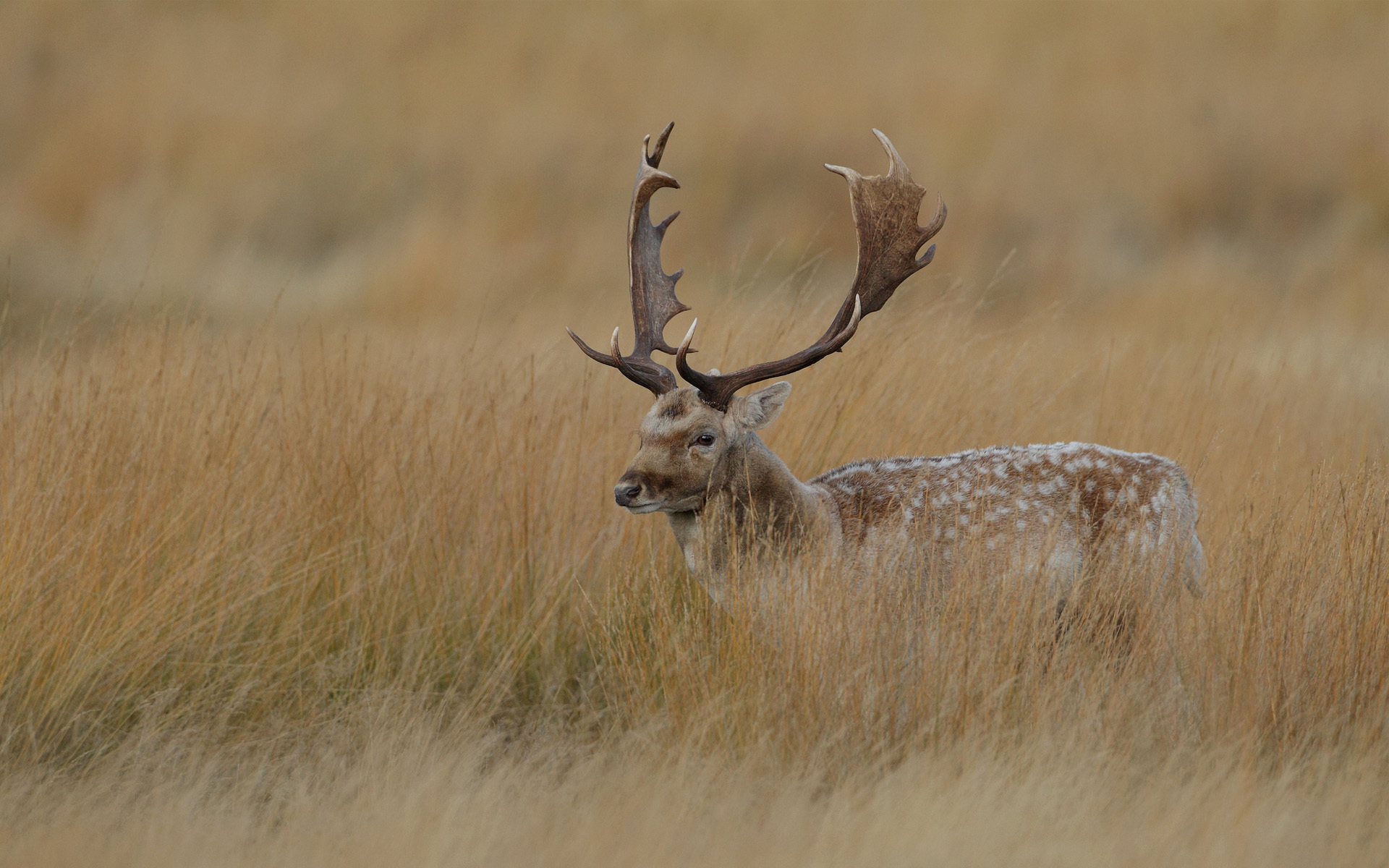 Laden Sie das Tiere, Hirsch-Bild kostenlos auf Ihren PC-Desktop herunter