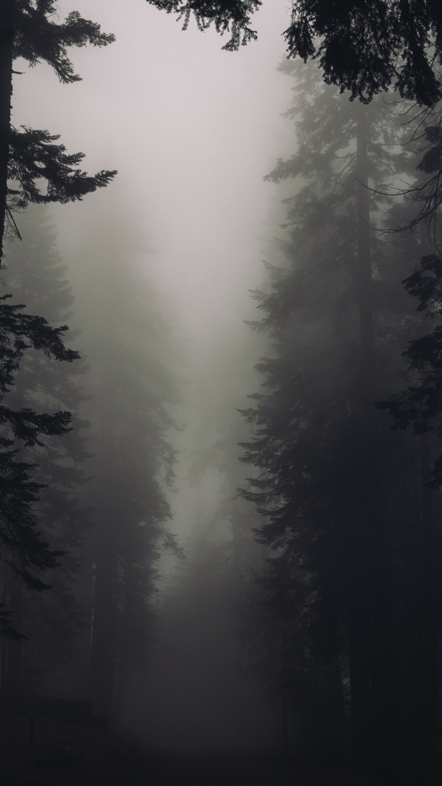 Download mobile wallpaper Forest, Fog, Earth for free.